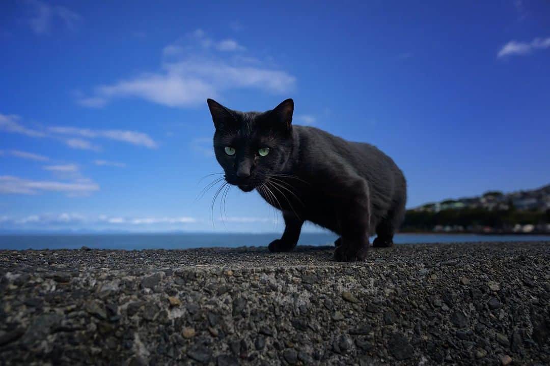 土肥美帆のインスタグラム：「🐈‍⬛ ・ クロベエ 訳あって、ずっと引きこもり生活をしていたクロベエことクロちゃん。 浜で唯一の黒猫 雪が苦手で、今年の雪解けを待って、パトロールデビューを果たした。 ケンジ兄貴のテリトリーと比べると、小さな浜の敷地だけのクロちゃんのテリトリーだけど、クロちゃんはそれはそれは楽しげにぴょんぴょん飛び跳ねるように歩いていた。  空がこんなに青いなんて ヒゲをくすぐる風がこんなに心地よいなんて 潮のかおりや、薪のにおい カモメにカラスにトンビ、鳥もたくさん遊びに来るよ 春、夏、秋 クロちゃんの小さな冒険は続いた クロちゃんはいつも楽しそうだね。ってみんなで話していた。  一昨日は杉本さんが来て、みんなで甘酒をご馳走になりながら、薪ストーブを囲んで楽しくおしゃべりをした。 私がクロちゃんのお尻を撫でたら、優しいパンチを返してきて、みんなで笑った。 夕方にはオガちゃんがやってきて、コーヒーを飲みながら、今日採れたお魚の話をした。オガちゃんのお膝にはクロちゃんがいて、めんこくって、またみんなで笑った。 ケンジがいて、オッパがいて、クロちゃんがいて、猫たちがいる。いつもの日常。  昨日、浜に行くと クロちゃんが眠っていた。 楽しい夢でも見てるような 安らかな顔で眠っていた 2度と目を開けることのない 永遠の眠り  クロベエ6年の猫生でした  突然のことですが、 昨日、クロちゃんが旅立ちました。 前の日まで、ご飯もモリモリ食べ、 うんちもオシッコも問題なくって、 元気にしていたのに。 朝、漁師さんが小屋に行くと、 いつもならおっぱと競って一目散にお迎えに出るはずのクロちゃんが起き上がらず、 愛用のベッドの上で眠るように息絶えていた。 なんの心の準備もできていなかった。 漁師さんと泣きながら、 なんでだろう。なんでだろう。 って一生懸命、前の日のことを思い出しても、いつもの日常しかなく・・・ いつも通り、可愛いクロちゃんをたくさん見せてくれていた。 何気ない1日だったけど、 振り返るとたくさん笑って、 楽しい時間が流れ、 もう決して戻ることのない かけがえのない1日だった  今を大切に クロちゃんが教えてくれた 人はいつも大切なことを忘れてしまう  昨日は少しだけ虹がかかった🌈 クロちゃんが楽しげにぴょんぴょん跳ねて旅立った気がした  ありがとうクロベエ  今日からケンジの町も雪が降る  今日も大切な1日をだべや (=-ω-=)🍀」