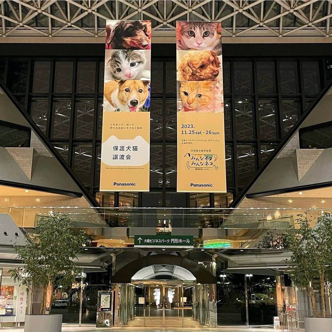 近藤研二のインスタグラム：「明日と明後日、大阪で保護犬、保護猫の大規模な譲渡会があるそうです。関西方面で犬や猫を家族に迎えたいなと思っている方は足を運んでみては。大阪城の側かな。  併設される写真展にはモイウニのパネルと僕のコメントもあると思います。  @sippo_official   #パナソニック犬猫譲渡会  #みんなイヌみんなネコ   主催パナソニック　協力sippo」