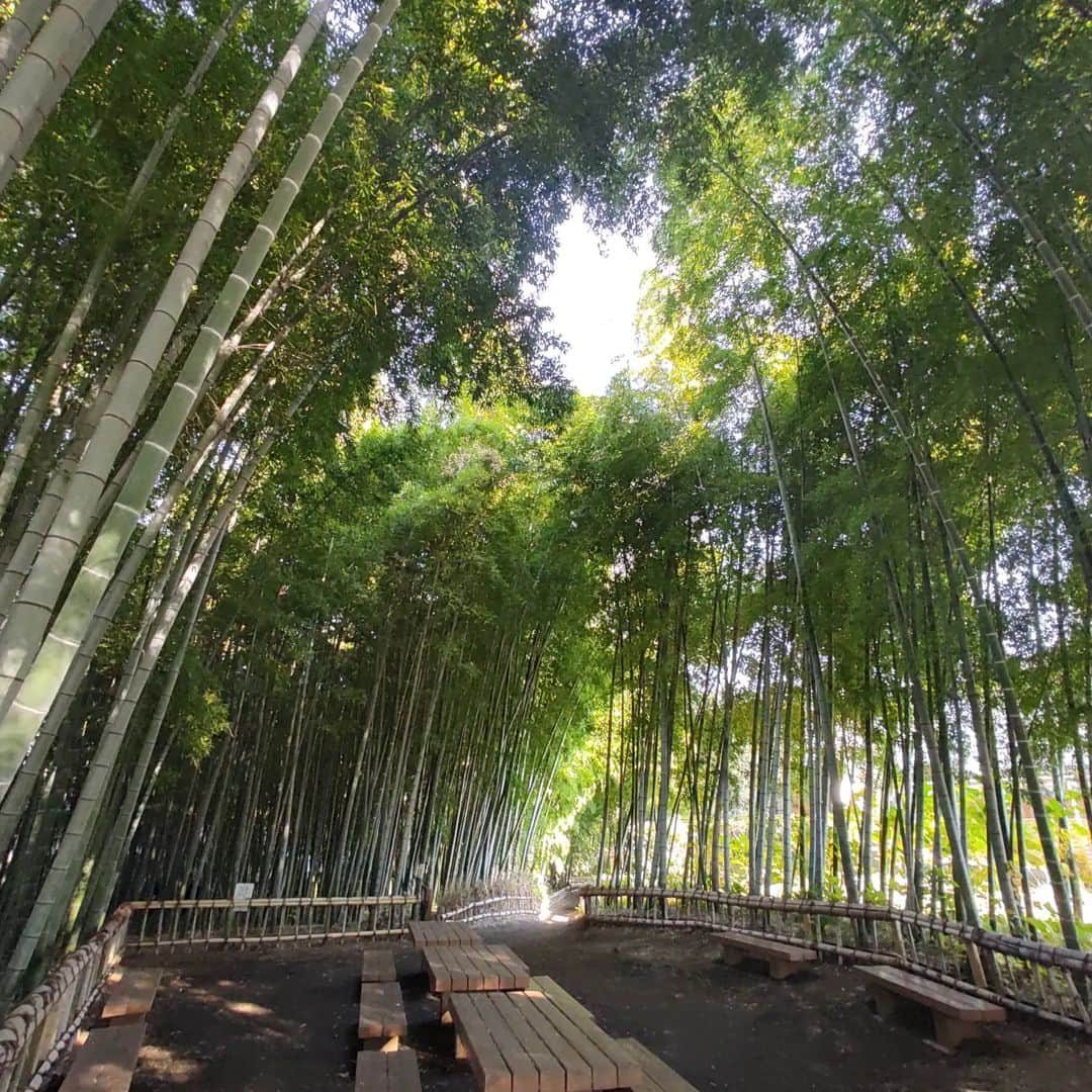 日向正樹のインスタグラム：「竹林公園に来たぞ。」