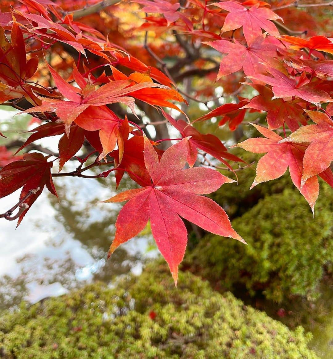 田中美里さんのインスタグラム写真 - (田中美里Instagram)「・ ・ 舞台「たわごと」  京都公演が終わりました！ たくさんのお客様に観ていただけて嬉しかったです。  舞台前は共演者のイズちゃんと近くの平安神宮 までお散歩して紅葉の京都を満喫。 空も美しくて気持ち良かった〜。  次は岡山でお待ちしています。  岡山といえば「あぐり」です。 私が初めてロケで訪れた場所。  他にも、映画「家族の日」でも高梁市に撮影できたなぁ。 大好きな場所。  是非、観に来てくださいね。  ⚪︎岡山公演  岡山芸術創造劇場ハレノワ中劇場 11月26日（日）  ⚪︎東京公演 東京芸術劇場シアターイースト 12月8日から17日まで  #たわごと  #渋川清彦  #田中美里 #谷恭輔  #松岡依都美  #松金よね子 #渡辺いっけい #演出 #桑原裕子  #穂の国とよはし芸術劇場plat主ホール  #東京芸術劇場シアターイースト #ロームシアター京都サウスホール  #岡山芸術創造劇場ハレノワ中劇場  #平安神宮 #京都」11月24日 9時39分 - misatotanaka77