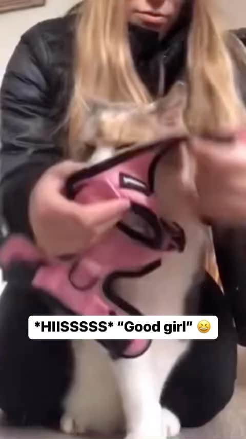 Cute Pets Dogs Catsのインスタグラム：「*HIISSSSS* “Good girl” 😆  Credit: beautiful bfox1983 (tt) ** For all crediting issues and removals pls 𝐄𝐦𝐚𝐢𝐥 𝐮𝐬 ☺️  𝐍𝐨𝐭𝐞: we don’t own this video/pics, all rights go to their respective owners. If owner is not provided, tagged (meaning we couldn’t find who is the owner), 𝐩𝐥𝐬 𝐄𝐦𝐚𝐢𝐥 𝐮𝐬 with 𝐬𝐮𝐛𝐣𝐞𝐜𝐭 “𝐂𝐫𝐞𝐝𝐢𝐭 𝐈𝐬𝐬𝐮𝐞𝐬” and 𝐨𝐰𝐧𝐞𝐫 𝐰𝐢𝐥𝐥 𝐛𝐞 𝐭𝐚𝐠𝐠𝐞𝐝 𝐬𝐡𝐨𝐫𝐭𝐥𝐲 𝐚𝐟𝐭𝐞𝐫.  We have been building this community for over 6 years, but 𝐞𝐯𝐞𝐫𝐲 𝐫𝐞𝐩𝐨𝐫𝐭 𝐜𝐨𝐮𝐥𝐝 𝐠𝐞𝐭 𝐨𝐮𝐫 𝐩𝐚𝐠𝐞 𝐝𝐞𝐥𝐞𝐭𝐞𝐝, pls email us first. **」