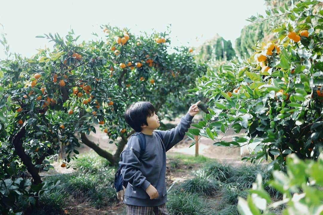 きなこのインスタグラム：「祝日だった昨日は友達と食べ放題のみかん狩りへ🍊 大阪富田林の"城山オレンヂ園"。みかん狩りシーズンは12月中旬頃までと聞いていたので、もうあまり残ってないかな？と思っていたら、見渡す限りのみかんみかんみかん！！味が濃くて甘くてめちゃくちゃ美味しかった😳✨ スリル満点の手作り遊具や卓球台もあって、子どもたちもたっぷり楽しんでた🥰  お昼は近くにある人気のお寿司屋さん"しっとう屋"さんへ。なんとお寿司が食べ放題！お寿司大好きな息子、それはそれは幸せそうにモリモリ食べ、「もう一年はお寿司を食べなくて大丈夫だ…」と満たされていました😂  さらに遊び足りない子どもたちを、新今宮駅前にできた星野リゾートのホテル"OMO7"のガーデンに放牧。カフェの利用をすれば宿泊者じゃなくても利用出来るのですが、広い芝生で走り回って転げ回って思いきり遊べて最高✨楽しかった〜！そのままみんなで泊まりたかった😚  #みかん狩り #オレンヂ園 #大阪観光 #きなこのおでかけきろく #こどもとおでかけ #小学生 #小学生男子 #育児 #子育て #こどもと暮らす」