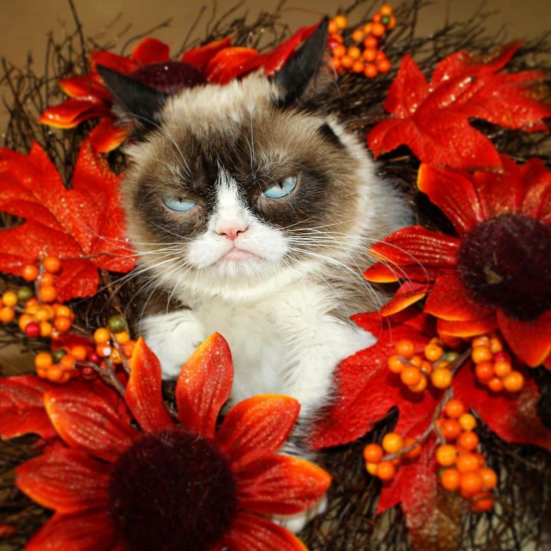 Grumpy Catさんのインスタグラム写真 - (Grumpy CatInstagram)11月24日 10時11分 - realgrumpycat
