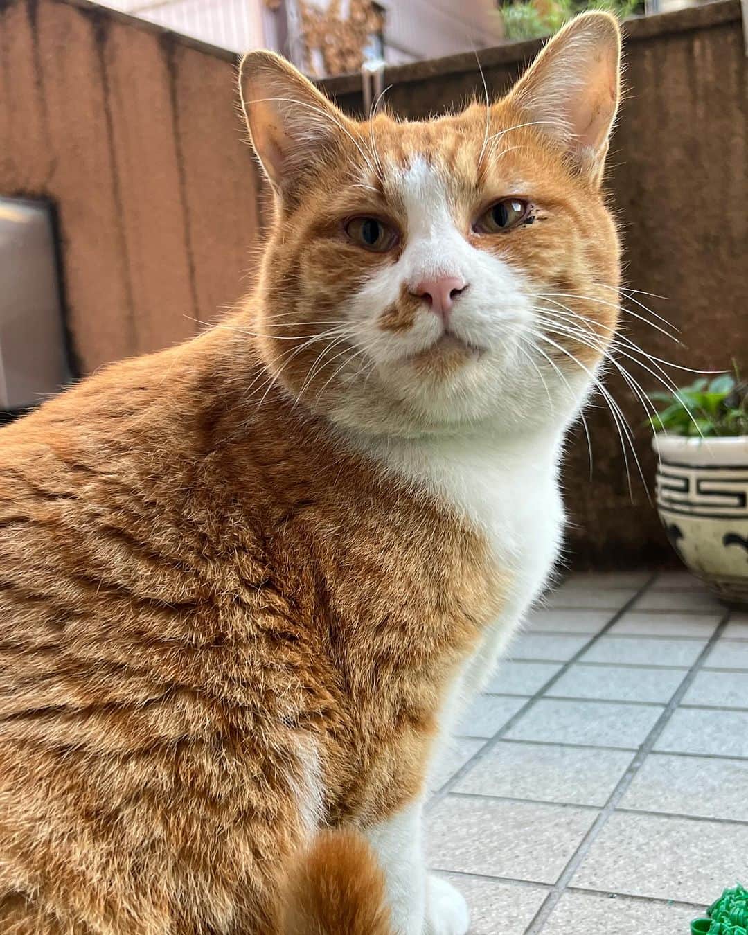 Kachimo Yoshimatsuさんのインスタグラム写真 - (Kachimo YoshimatsuInstagram)「おはようちゃめし Good Morning Chameshi 今日もあたたかくて、過ごしやすいね。  #うちの猫ら #chameshi #猫 #ねこ #ニャンスタグラム #にゃんすたぐらむ #ねこのきもち #cat #ネコ #catstagram #ネコ部 http://kachimo.exblog.jp」11月24日 10時57分 - kachimo