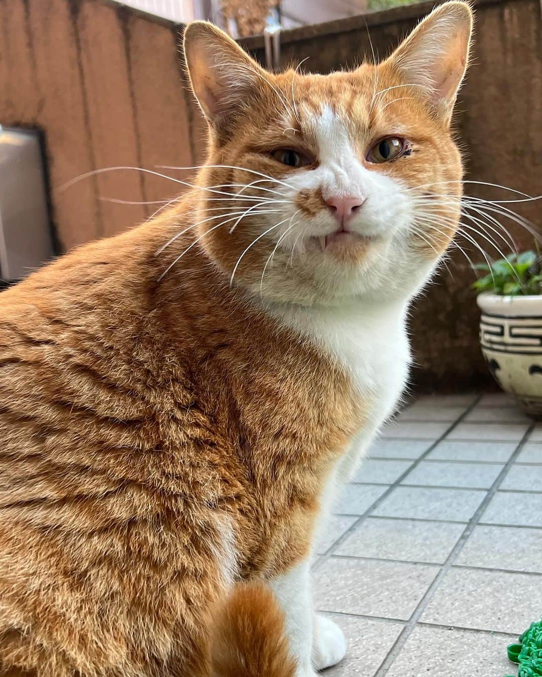 Kachimo Yoshimatsuのインスタグラム：「おはようちゃめし Good Morning Chameshi 今日もあたたかくて、過ごしやすいね。  #うちの猫ら #chameshi #猫 #ねこ #ニャンスタグラム #にゃんすたぐらむ #ねこのきもち #cat #ネコ #catstagram #ネコ部 http://kachimo.exblog.jp」