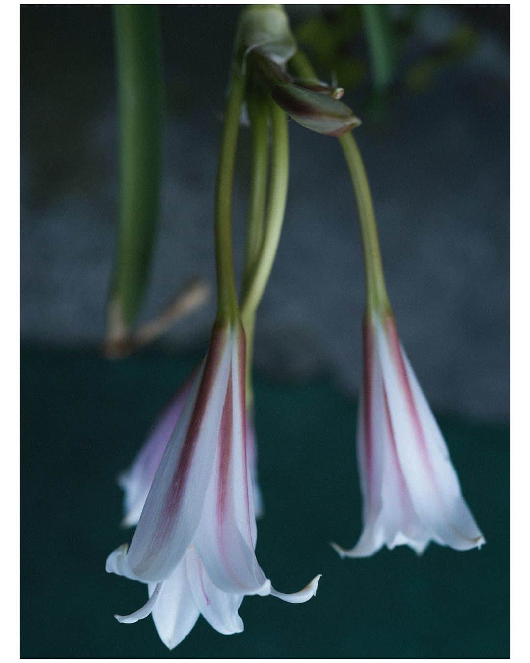 コハラタケルのインスタグラム：「花よりも茎が好き。花を見つけたあとは茎に注目する。曲線が美しいなといつも思う。」