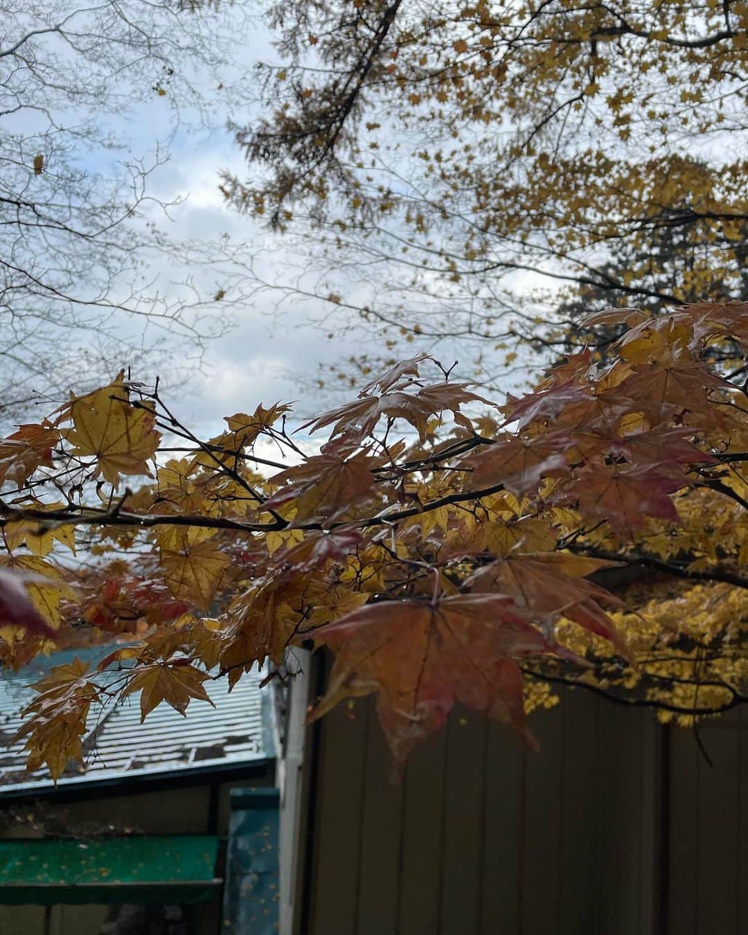大林素子さんのインスタグラム写真 - (大林素子Instagram)「会津のお家からのお散歩❤️ 切なすぎる美しさ まだ秋だぞ、と言う様な 儚さが美し過ぎる まだまだ皆様をお待ちしてます 観光の方が、大林さんのポスター見ました、と、何人かに声掛けて頂きました。有難い！ 飯盛分店にCDと共に置かせて 頂いております！是非、いらして、御朱印と一緒にゲットして下さい・笑  さぁ、束の間の充電🔌完了  仕事へ！ 福島スカイパークにて あの方✈️と対談させて頂きます」11月24日 11時19分 - m.oobayashi
