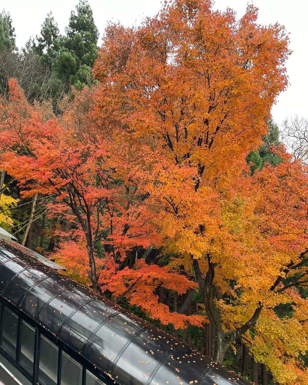 大林素子さんのインスタグラム写真 - (大林素子Instagram)「会津のお家からのお散歩❤️ 切なすぎる美しさ まだ秋だぞ、と言う様な 儚さが美し過ぎる まだまだ皆様をお待ちしてます 観光の方が、大林さんのポスター見ました、と、何人かに声掛けて頂きました。有難い！ 飯盛分店にCDと共に置かせて 頂いております！是非、いらして、御朱印と一緒にゲットして下さい・笑  さぁ、束の間の充電🔌完了  仕事へ！ 福島スカイパークにて あの方✈️と対談させて頂きます」11月24日 11時19分 - m.oobayashi