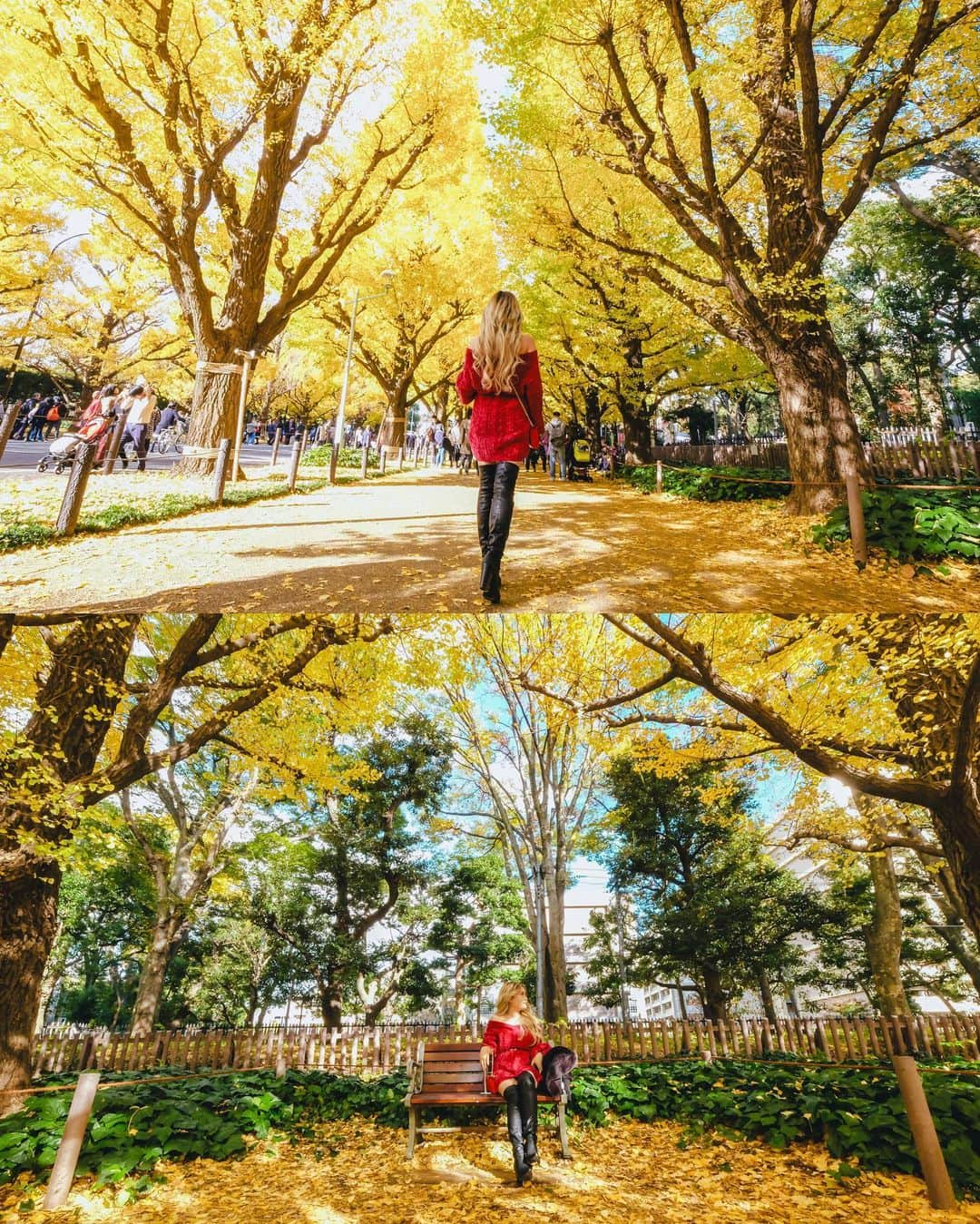 Stella Leeさんのインスタグラム写真 - (Stella LeeInstagram)「It’s finally the season to watch Ginko Trees in Tokyo. If you happen to be in Tokyo this weekend, head to Meiji Jingu Gaien to enjoy the yellow shade 🍂🍂🍂」11月24日 13時50分 - stellalee92