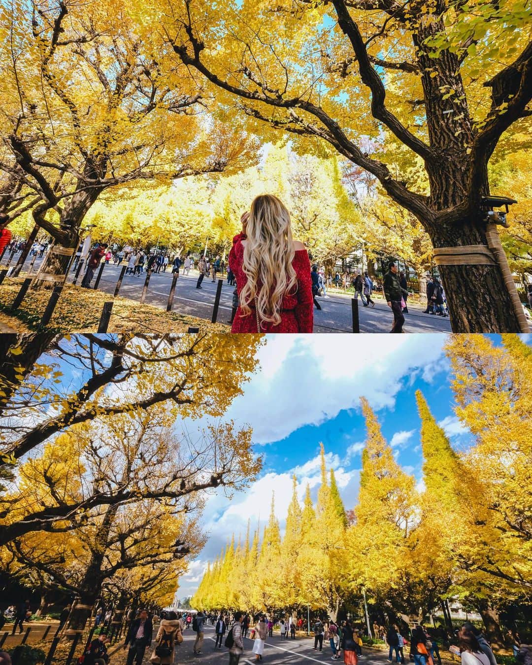 Stella Leeさんのインスタグラム写真 - (Stella LeeInstagram)「It’s finally the season to watch Ginko Trees in Tokyo. If you happen to be in Tokyo this weekend, head to Meiji Jingu Gaien to enjoy the yellow shade 🍂🍂🍂」11月24日 13時50分 - stellalee92