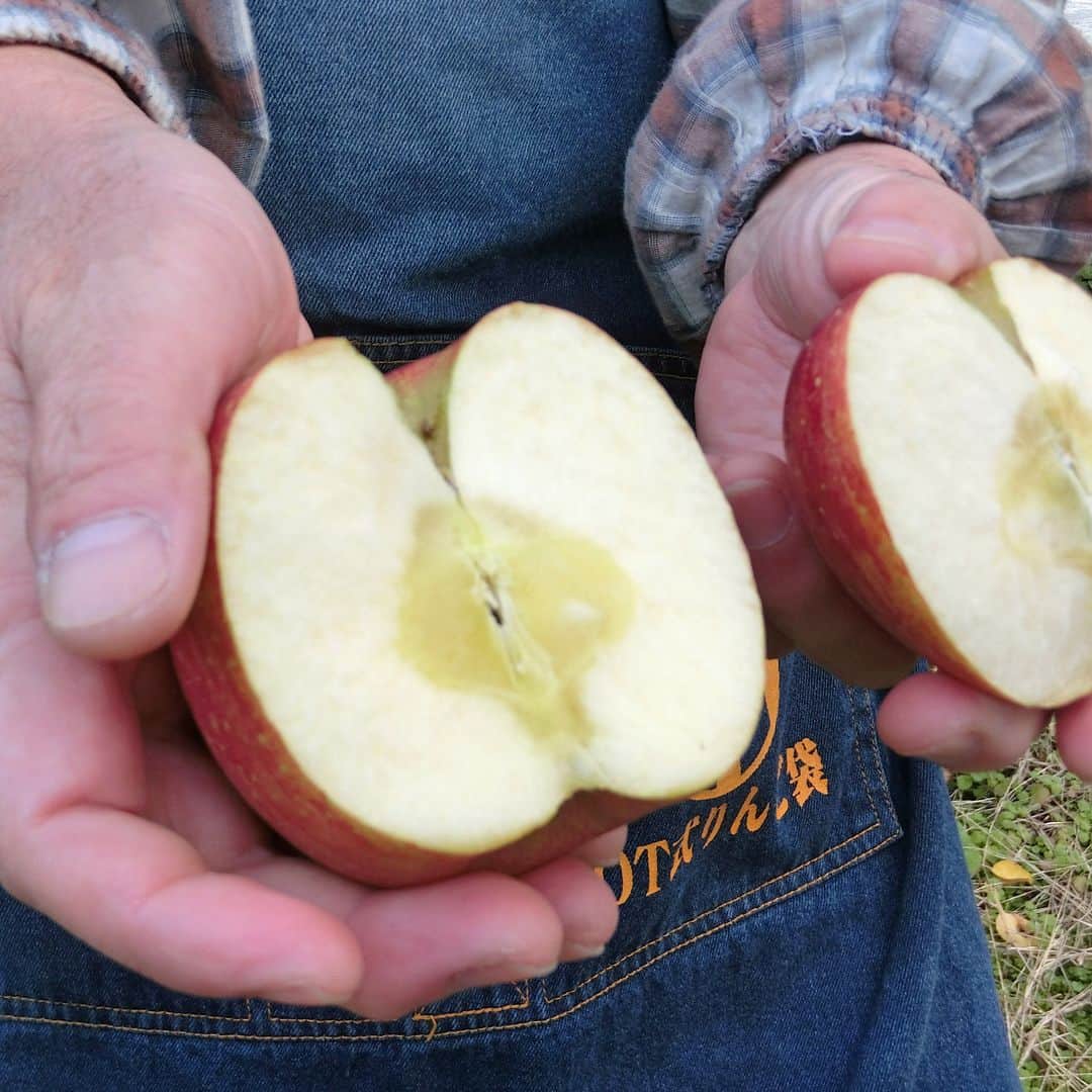 ドンクさんのインスタグラム写真 - (ドンクInstagram)「～青森りんごレポート～ 「青森りんごフェア2024」  1月の恒例企画「青森りんごフェア」に向けて、 今年もりんごの収穫真っ盛りの青森に ドンクのスタッフが行ってきました。  まずは今年もりんごを納品いただく JA津軽みらい様を訪問、その後ご案内いただき 春の摘果作業の時期にも訪れたりんご畑へ。 見渡す限りのりんごの木には赤いりんごの実がたくさん！ 下に反射シートが敷いてある木があり理由を聞いてみると 下からも日を当てて真っ赤なりんごにするためとのこと。 他にも葉を取ったり、りんごを半分まわして全体に 日が当たるように手間ひまをかけて作っているという お話を伺いました。  また、もぎたてのふじを試食させていただきました。 もぎ取ったりんごは手できれいに真っ二つに！ 農家の方はナイフがなければ手で割って食べるそうです。 もぎたてのりんごの味は格別でした！  その後は選果場へ。機械と手作業で大量のりんごの 選別作業が行われていました。 印象的だったのは、どこもかしこもりんごの香りで いっぱいだったこと。 翌日通りかかった市場の前からもりんごのいい香りが。 見るとりんごの入った木箱が積みあがっていました。  タクシーの運転手さんにおすすめしていただいた 弘前市内の洋菓子屋さんのアップルパイも堪能し、 りんご尽くしの旅となりました。  JA津軽みらい様、りんご農家の外川様、 お忙しい中ご案内や貴重なお話を ありがとうございました。  2024年の青森りんごフェアは1月中旬スタートです。 現在は販売商品の最終調整中。 今年度も、ふじ、王林、紅玉のりんごを 使った商品が出そろう予定です。 青森りんごフェア開催を楽しみにお待ちください。  #donq #ドンク #青森りんごフェア #青森りんご #JA津軽みらい #パンのある暮らし」11月24日 11時30分 - donq_depuis1905