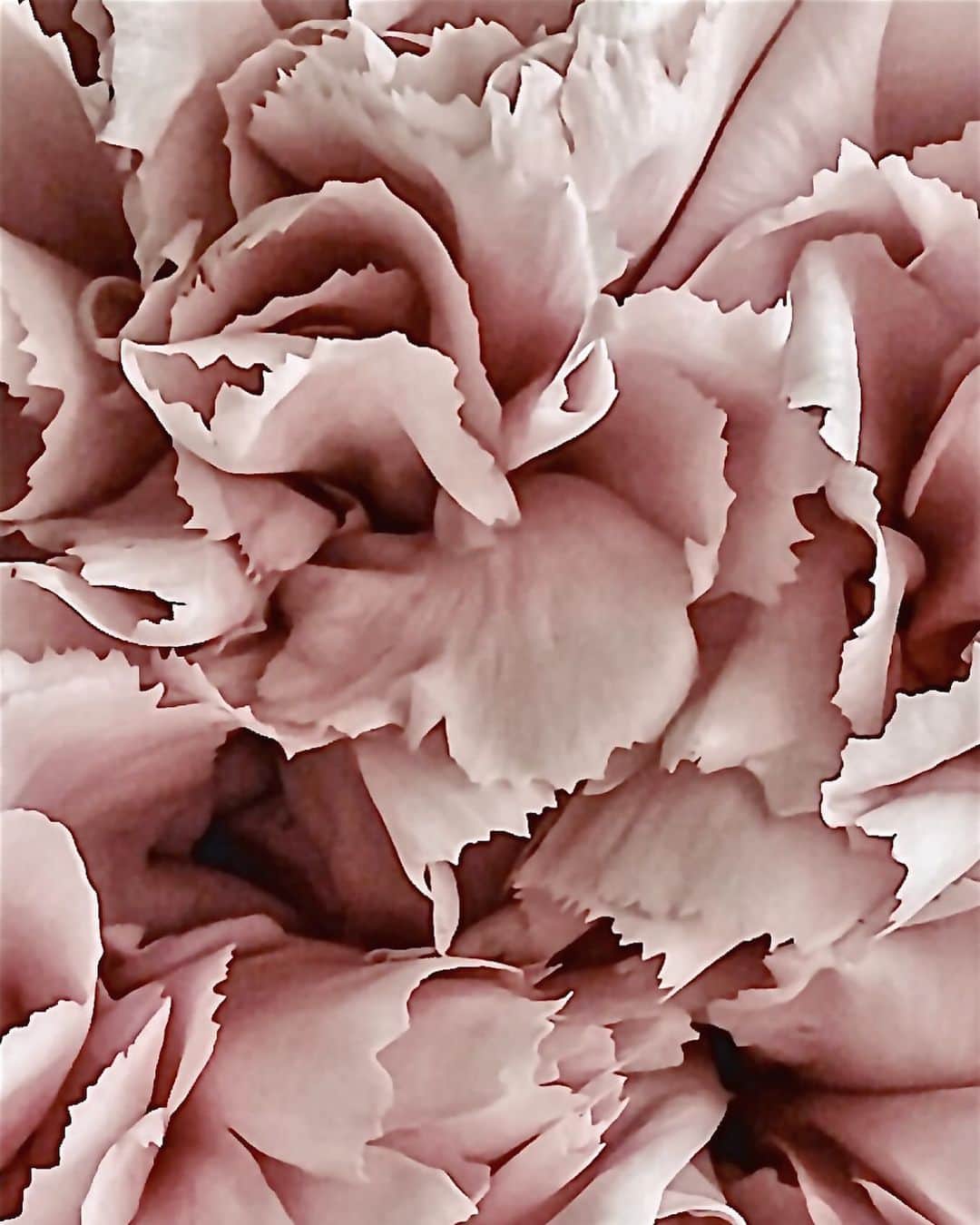 Yukicoさんのインスタグラム写真 - (YukicoInstagram)「🍃🌸🍃🌸🍃  ————————————————————— 見てくださる方にプラスになる投稿をしていきます 是非いいね♡フォロー♡ よろしくお願いいたします𓅟 私の写真の編集については フォトレッスンでレクチャーをしています —————————————————————  #flowers#flowerpower#flowerphotography#flowerporn#flowerslovers#flowerstagram#bouquet#bouquets#btsarmy#jiminpen#btsjimin #ジミンペン🐥」11月24日 21時15分 - yukicolifecom