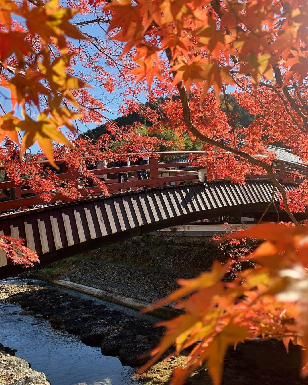 ree_mstorynのインスタグラム：「🍁 朱色の太鼓橋と 真っ赤な紅葉のコラボ  迫力ある仁王門と 抜けるような青空  苔むした石段を登ると ひっそりと佇む 国宝五重塔  奥へと進むにつれて 心が洗われるような感じがしました  #murouji_temple #nara #temple #uda #紅葉 #もみじ #もみじ🍁 #室生寺 #室生寺五重塔 #女人高野 #女人高野室生寺 #おとなの遠足 #秋の風景 #秋だね #足元倶楽部 #足元 #こけ #苔 #japan #日本の風景 #vsco #vscam」