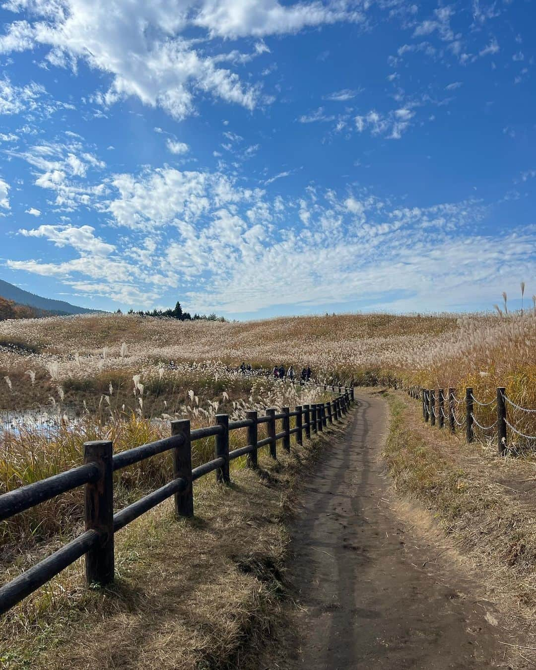 Rionaさんのインスタグラム写真 - (RionaInstagram)「.  曽爾高原へ 🌾  天気が良くて空気が澄んでて ぽかぽか暖かくて気持ちよかった〜 ☺️🌤  来年は夕日見に行きたい 🌅  . #曽爾高原 #曽爾高原すすき #曽爾高原ススキ  #ススキ #子連れお出かけ #子連れスポット  #男の子ママ #兄弟ママ #子育てママ #ママライフ」11月24日 21時25分 - riiioona