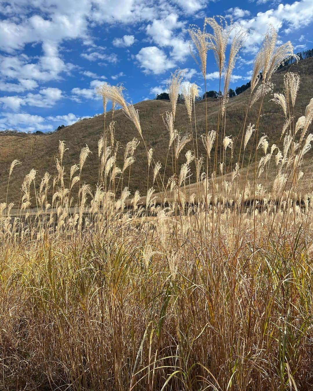 Rionaさんのインスタグラム写真 - (RionaInstagram)「.  曽爾高原へ 🌾  天気が良くて空気が澄んでて ぽかぽか暖かくて気持ちよかった〜 ☺️🌤  来年は夕日見に行きたい 🌅  . #曽爾高原 #曽爾高原すすき #曽爾高原ススキ  #ススキ #子連れお出かけ #子連れスポット  #男の子ママ #兄弟ママ #子育てママ #ママライフ」11月24日 21時25分 - riiioona