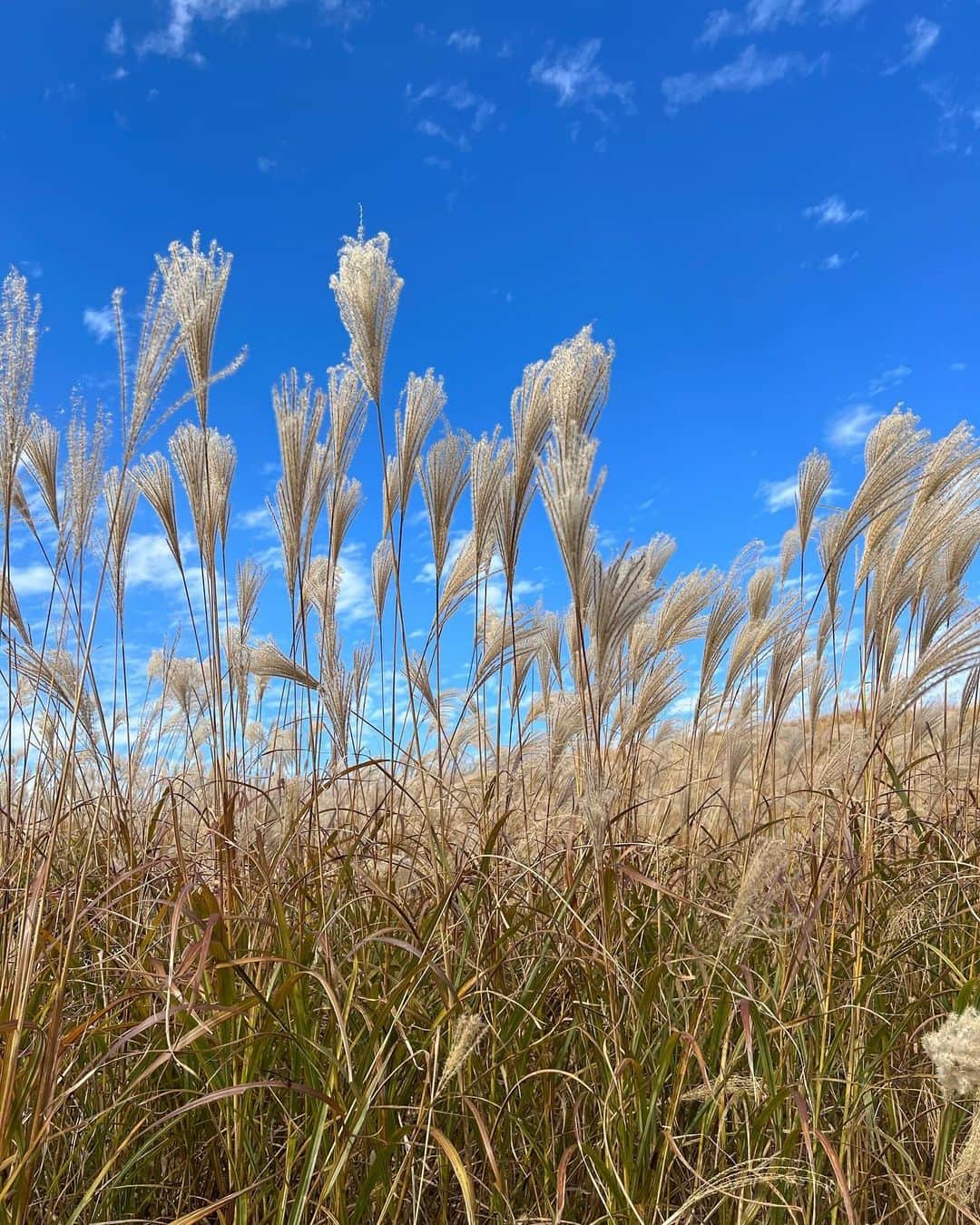 Rionaのインスタグラム：「.  曽爾高原へ 🌾  天気が良くて空気が澄んでて ぽかぽか暖かくて気持ちよかった〜 ☺️🌤  来年は夕日見に行きたい 🌅  . #曽爾高原 #曽爾高原すすき #曽爾高原ススキ  #ススキ #子連れお出かけ #子連れスポット  #男の子ママ #兄弟ママ #子育てママ #ママライフ」
