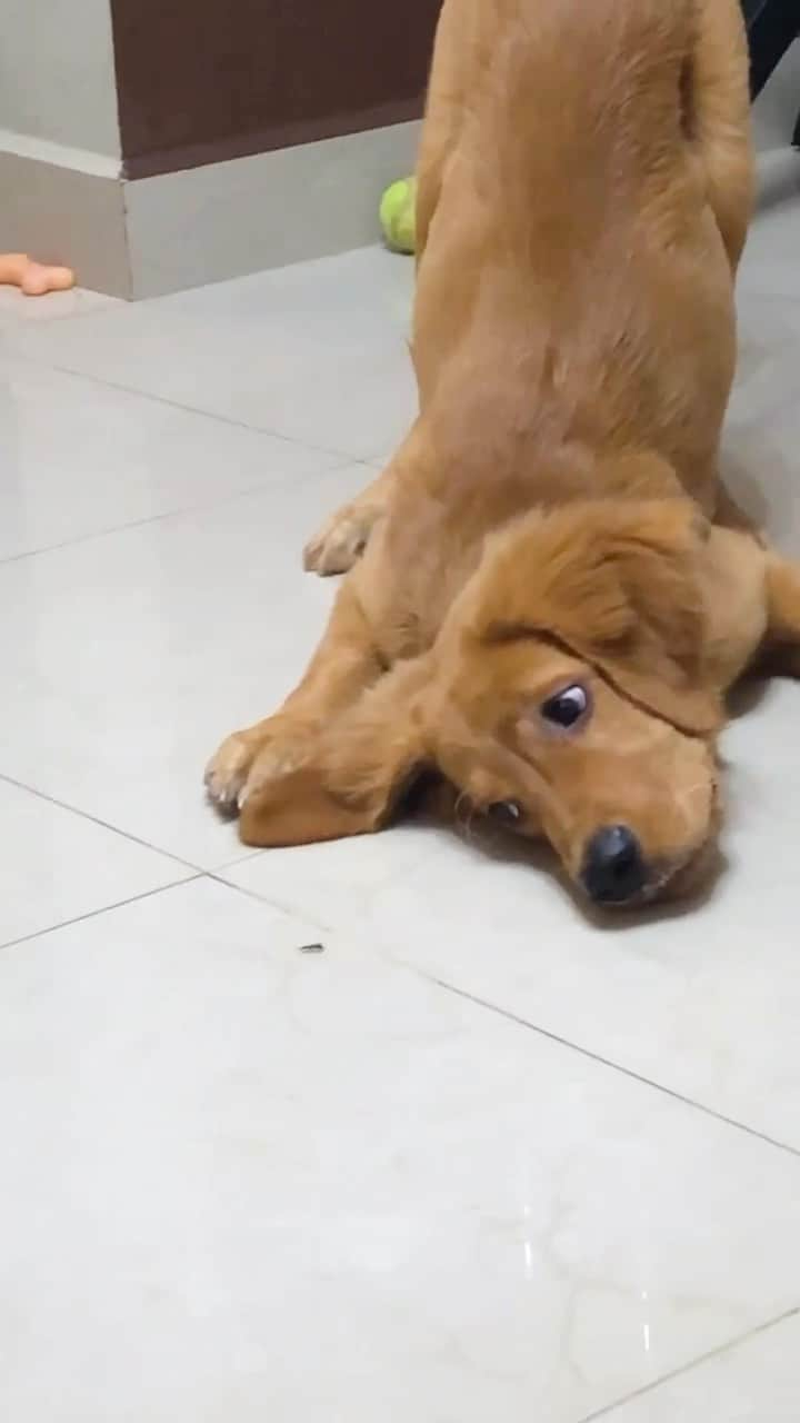 Instagramのインスタグラム：「On today’s #WeeklyFluff we are bugging out with @lomito_aesthetic (Lomito), a playful golden retriever. ⁣⁣ ⁣⁣ Video by @lomito_aesthetic」