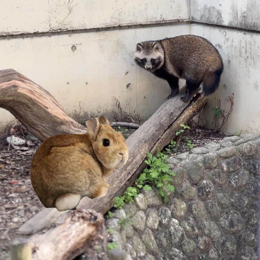 モキュさんのインスタグラム写真 - (モキュInstagram)「今日は東山動物園へ 行ってきました🐨  もふもふ丸々の子達が 可愛かったなぁ☺️  #あれれ #何かいますよ #もふもふは全部ぺるぽw」11月24日 22時00分 - moqsama