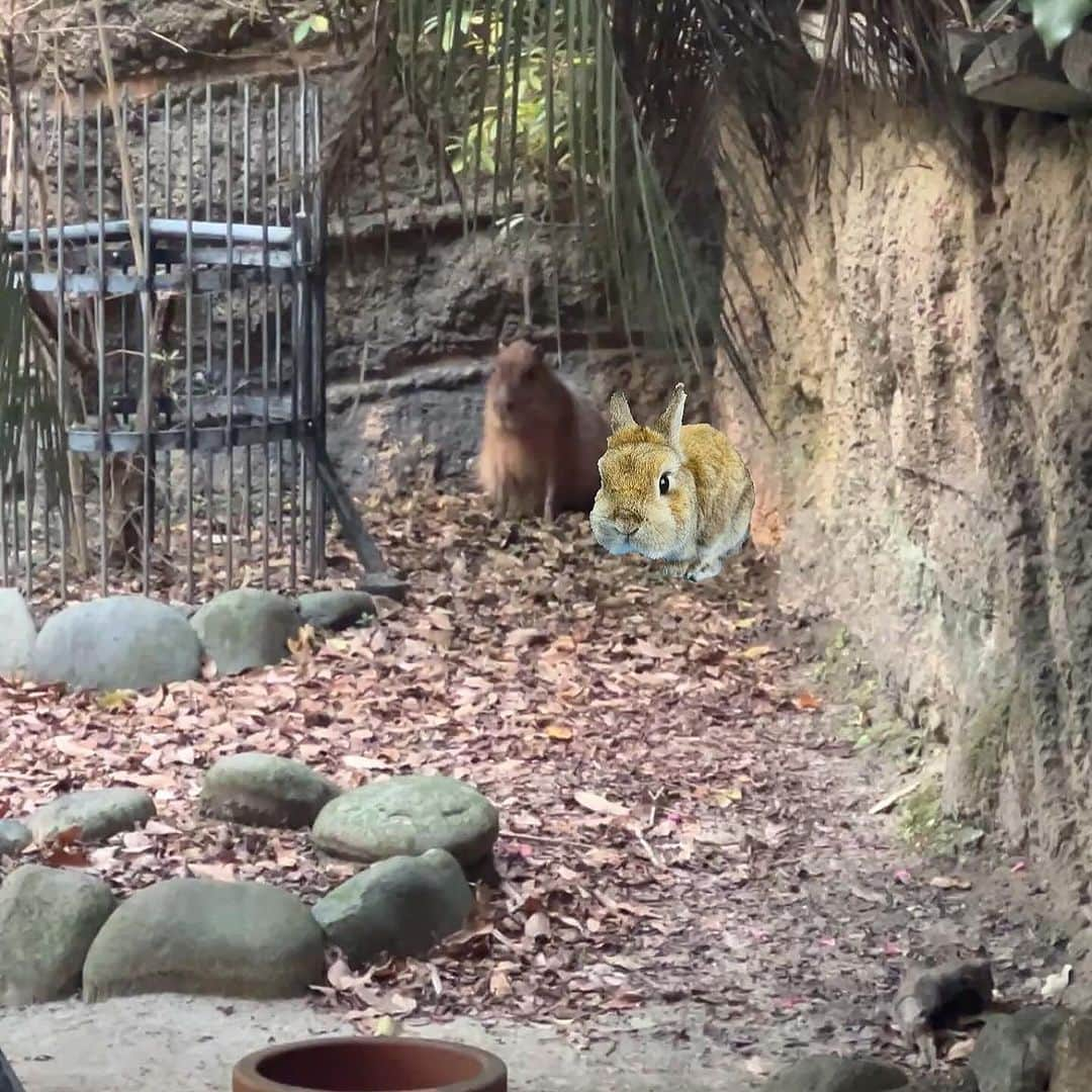 モキュさんのインスタグラム写真 - (モキュInstagram)「今日は東山動物園へ 行ってきました🐨  もふもふ丸々の子達が 可愛かったなぁ☺️  #あれれ #何かいますよ #もふもふは全部ぺるぽw」11月24日 22時00分 - moqsama