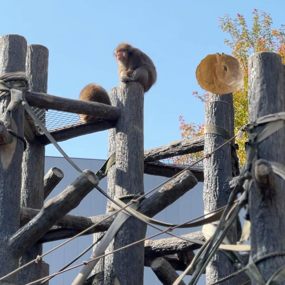 モキュさんのインスタグラム写真 - (モキュInstagram)「今日は東山動物園へ 行ってきました🐨  もふもふ丸々の子達が 可愛かったなぁ☺️  #あれれ #何かいますよ #もふもふは全部ぺるぽw」11月24日 22時00分 - moqsama