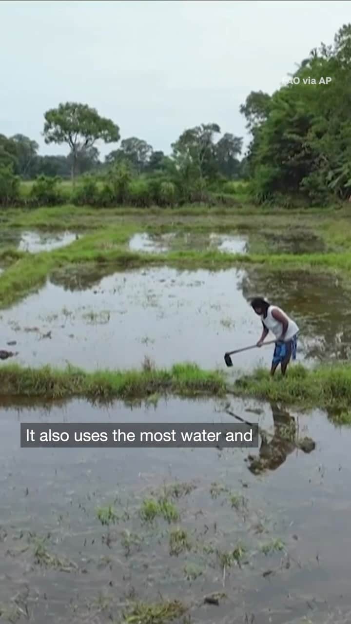 TED Talksのインスタグラム：「Less water, less methane, more rice. Arkansas farmers Jim and Jessica Whitaker have a plan to create a more sustainable rice market.」