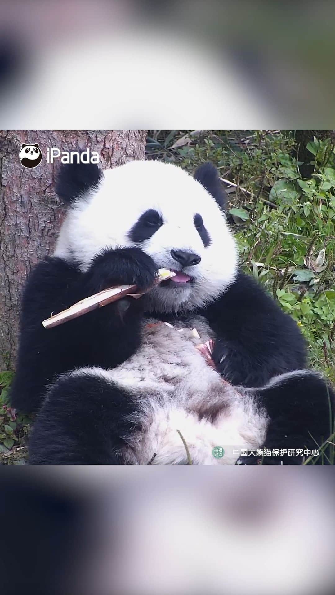 iPandaのインスタグラム：「Panda baby is waiting for you to gently stroke its head! 🐼 🐼 🐼 #Panda #iPanda #Cute #HiPanda #CCRCGP #PandaMoment #BestJobInTheWorld  For more panda information, please check out: https://en.ipanda.com」