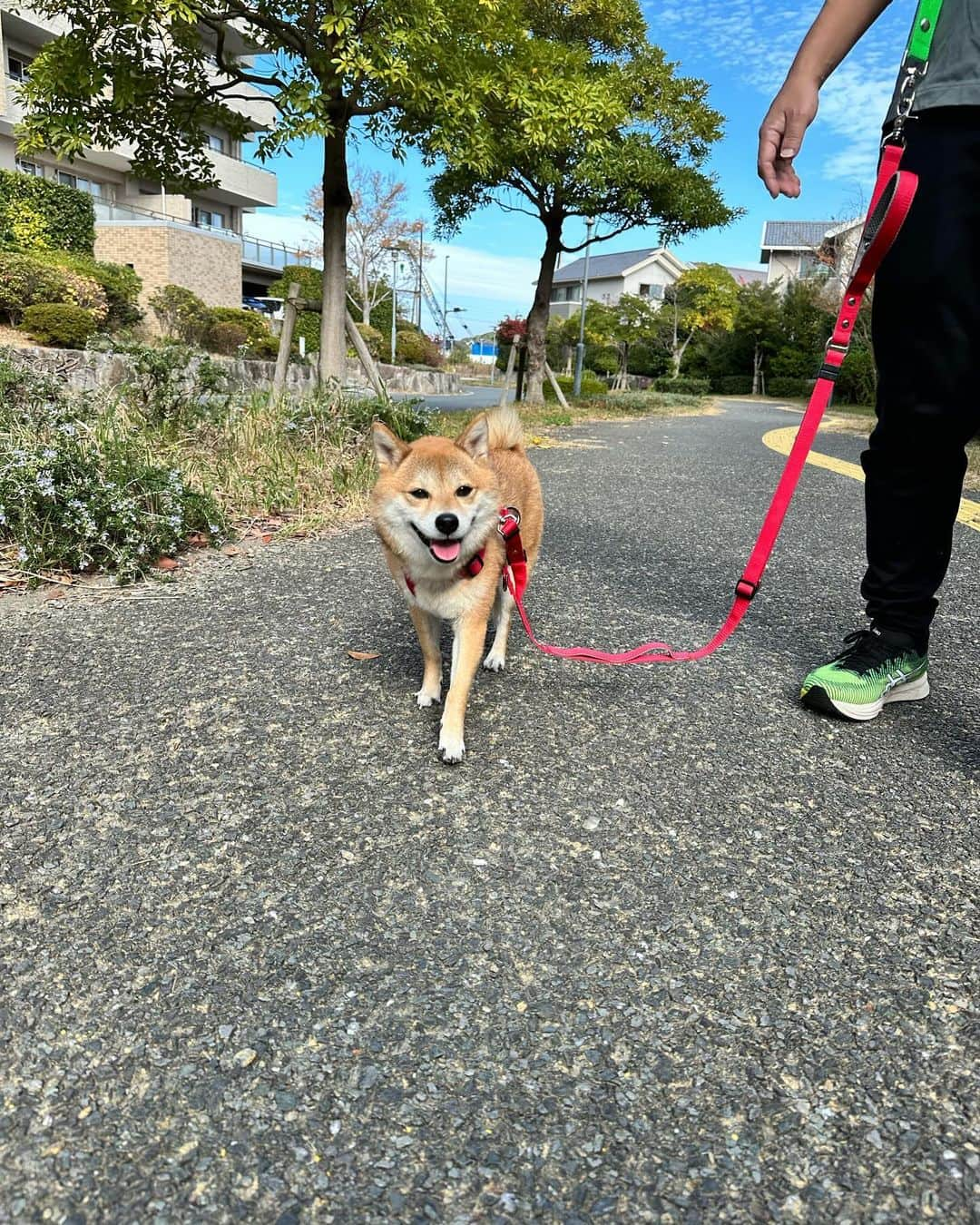 豆柴 福and富さんのインスタグラム写真 - (豆柴 福and富Instagram)「. . 今日もお疲れ様〜😆💗  富の鼻息(息づかい)と どんどん近づいてくる福🥺💗  お散歩中のニコニコした福富癒される🥺💗  昨日は季節外れの暖かさで 半袖でもいけるかと思った🤣笑 暑かったり寒かったり体調崩さないように気をつけなきゃ😱 みんなも気をつけてね❤️‍🩹  . . #癒しの笑顔」11月24日 22時08分 - fuku_and_tom