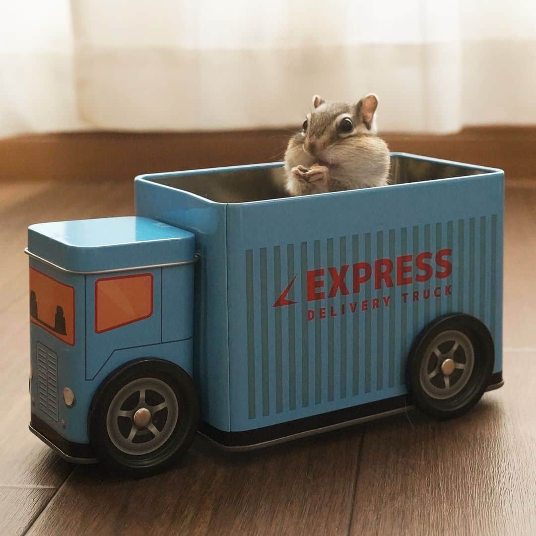 ビッケ & トッドさんのインスタグラム写真 - (ビッケ & トッドInstagram)「#Sophie  🚛🐿️💨💨  しゅっぱーつ！  #chipmunk #シマリス #リス」11月24日 22時09分 - bikke_the_chip