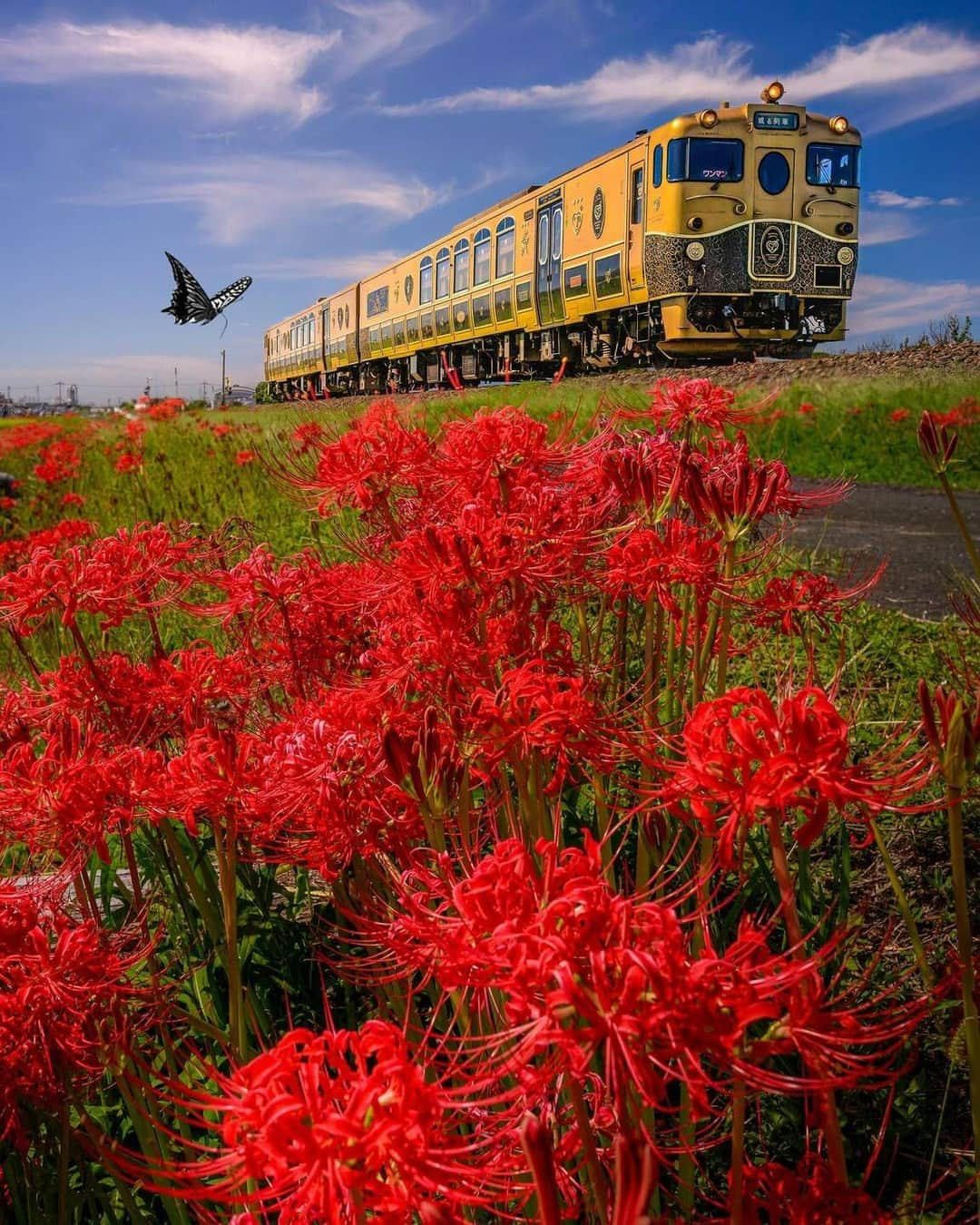 東京カメラ部公式さんのインスタグラム写真 - (東京カメラ部公式Instagram)「「@photo_shorttrip」アカウントへの @ikeikecyan さんの投稿作品。いいね＆コメント大歓迎です。  東京カメラ部分室 photo_shorttripでは #photo_shorttrip で投稿された皆さまの「旅の一枚」を紹介します。 投稿の際はぜひ、撮影場所もご記載ください。  Follow: @photo_shorttrip  ※「@photo_shorttrip」アカウントでシェアさせていただいた作品は、東京カメラ部YouTubeアカウントでも投稿者様のお名前入りでご紹介させていただく場合があります。これらの使用に関して原則通知は行いませんので、予めご了承ください。 ※各種法令、マナー、関係者の指示に従った撮影をお願いします。 *Please ensure that your photography adheres to all relevant laws, etiquette, and instructions issued by authorized persons. ※本アカウントは東京カメラ部がFacebook、Instagramのサービスを利用して運営しているもので、Meta社・Instagramとは一切関係ありません。  【ご注意ください】 東京カメラ部を名乗るなりすましアカウントが確認されています。東京カメラ部Instagramアカウントは、利用（投稿、閲覧）のために費用をいただくことはありません。 東京カメラ部に関連するアカウントは東京カメラ部（ @tokyocameraclub ）がフォローしているアカウントのみとなります。（tuchong_opensee除く）  #photo_shorttrip #小旅行 #shorttrip #short_trip #旅 #旅行 #写真 #photo #travelphoto #travelphotos #travelphotography」11月24日 14時00分 - tokyocameraclub