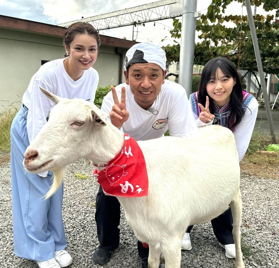 テレビ東京のインスタグラム：「🐐 今夜7時25分放送  「#ヤギと大悟」 🐐🍇🐐🍇🐐🍇  山梨県甲州市で雑草モグモグ旅🌈  #西野七瀬 さんが登場🥰 軽トラ運転など普段は見ることのできない貴重な姿満載🛻 番組初‼️ #平愛梨 さんがまさかの大号泣😭 その理由に大悟、唖然‼️  リアルタイム配信＆見逃し配信はこちらから✨ ➡️https://tver.jp/live/simul/lehfqwcvd0  【公式Twitter】 https://twitter.com/yagitodaigo 【公式Instagram】 https://www.instagram.com/yagitodaigo/  主役 ヤギ(通称 #ポポ) 子ヤギ(通称 #モロコシ) 相方 #大悟(#千鳥)」