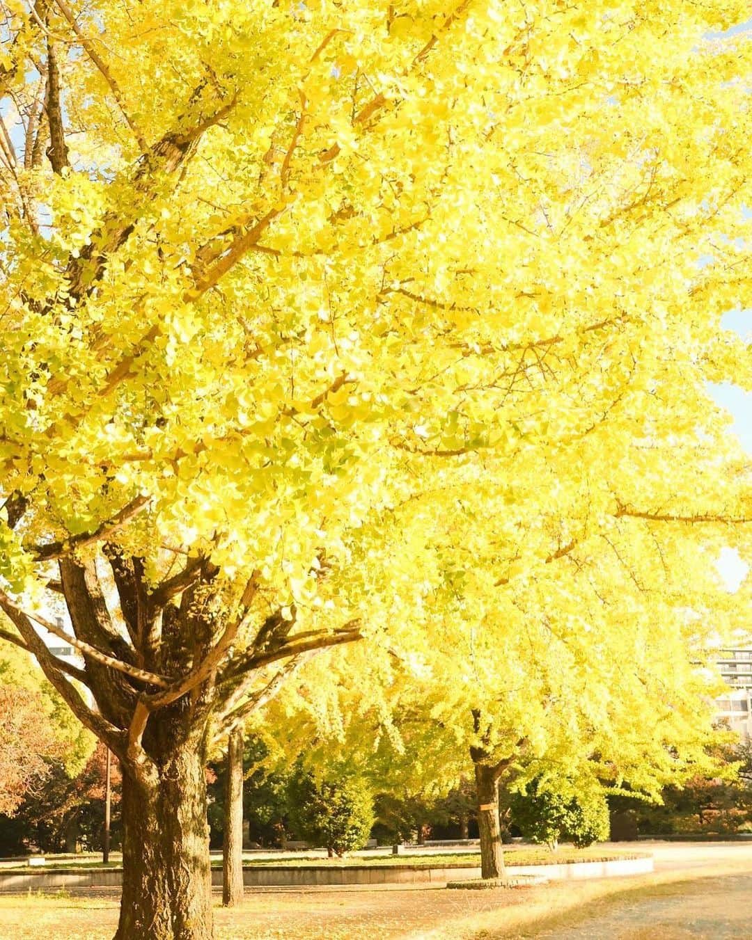福岡市のインスタグラム：「＜ fukuokapics11月：舞鶴公園　イチョウ＞  舞鶴公園のイチョウが、見事な黄金色に染まっていますよ。 イチョウは生きた化石とも言われ、世界で最古の原生樹種の一つ。古から神社や寺院などに植えられたり、家紋に使われたりと、日本の文化にも長く親しまれています。 ふわふわの黄色のじゅうたんの上をゆっくりお散歩しながら見るその景色は、まるで絵画に紛れ込んだ様な気分にさせてくれますね🖼️。  At Maizuru Park, next to Ohori Park in Chuo Ward, Fukuoka City, the ginkgo trees are transforming into a mesmerizing golden hue. While renowned for cherry blossoms in spring, the park unveils a breathtaking display of autumn leaves from ginkgo and other trees in fall. Near the Fukuoka Castle ruins, the ground is adorned with a golden carpet of fallen leaves. Take a leisurely stroll through the fluffy foliage for a truly enchanting experience.  photo by @mamachan_flower location：舞鶴公園 ・ hashtag : #fukuokapics follow : @fukuoka_official ・ #福岡 #博多 #福岡市 #舞鶴公園 #福岡城跡 #イチョウ #fukuoka #hakata #maizurupark #ohoripork #ginkgo」
