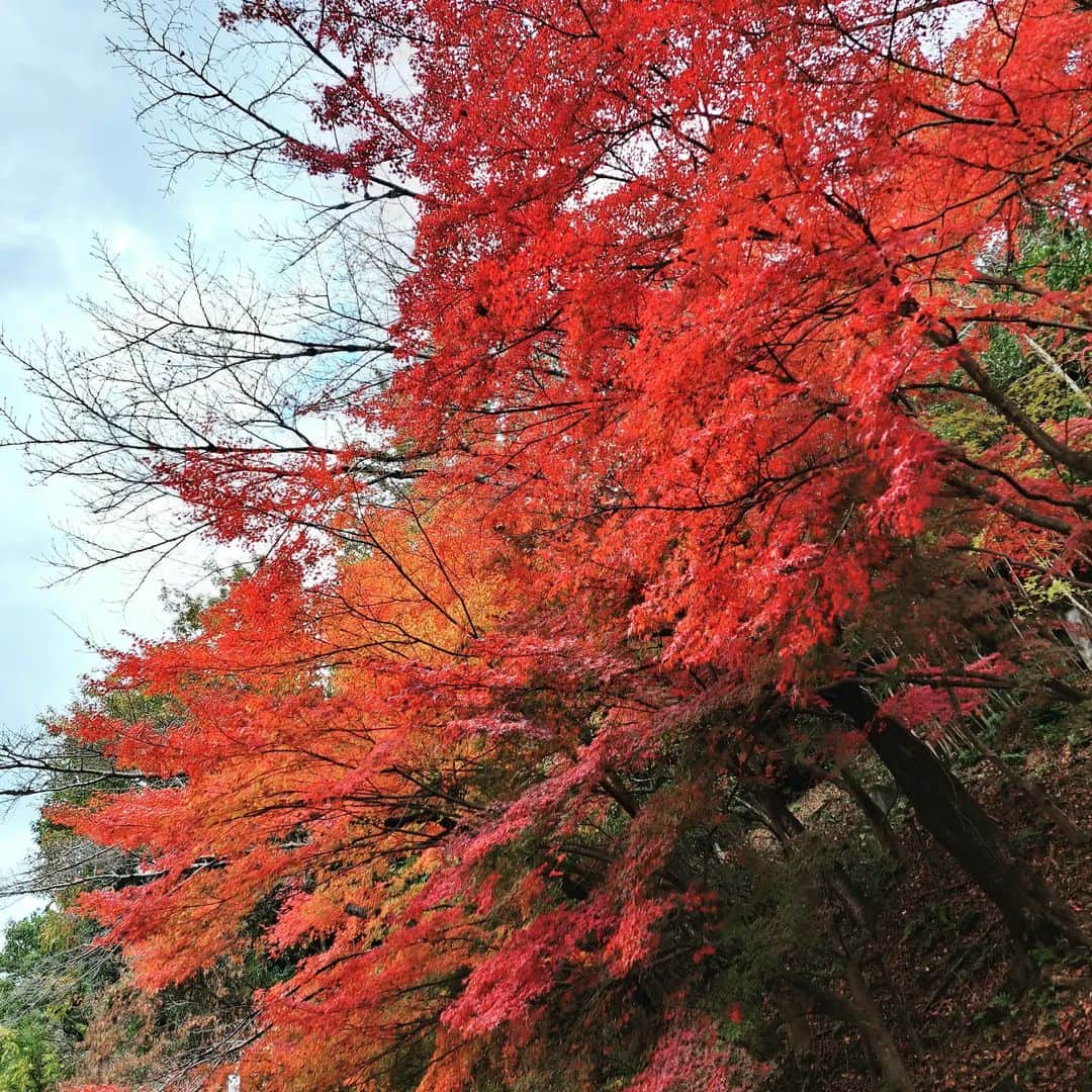 谷口キヨコのインスタグラム：「めっちゃ赤い‼️めっちゃきれい🍁」