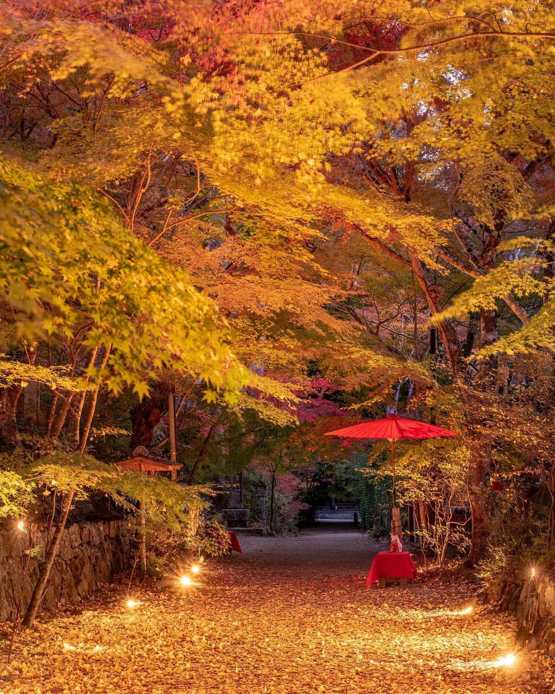 あや ◡̈*❤︎ayaのインスタグラム：「. 滋賀県湖南市 湖南三山 国宝 長寿寺（ちょうじゅじ） 紅葉時期 初！  ライトアップ  🍁✨紅葉ベストタイミングの日程です  11月25日(土)、26日(日)二日間限定 17時30分から19時30分 （昼夜完全入れ替え制です）  ※最新情報 またご注意事項、詳しくは公式アカウントもしくはHPをご覧ください  📍 @chojyuji_official  ①紅葉の参道 ライトアップ  ②早川鉄兵さんデザインの御朱印 #生きる杉の木プロジェクト  ③ 早川鉄兵さんデザインの御朱印 来年の干支「龍」🐉縁起もの  #湖南三山 #国宝 #長寿寺 #湖南三山紅葉めぐり @burari_konan #滋賀紅葉スポット #リフレクション #紅葉参道 #プロモーション撮影   #雨天中止」