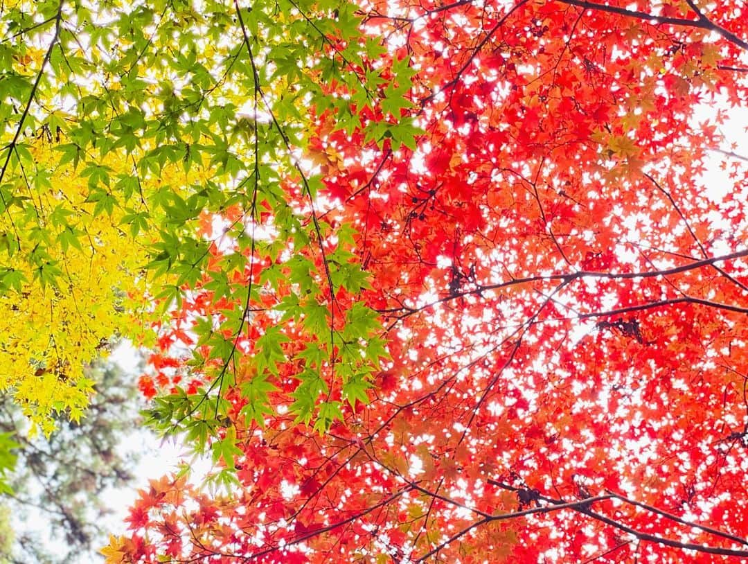 猪野広樹のインスタグラム：「祖母の一周忌で仙台へ。 見事な紅葉に、法事後奇跡的に綺麗な虹も出て先祖の皆様がお迎えして下さったのかと嬉しく思う…。  ハイキュー‼︎の舞台も宮城、 大倶利伽羅も伊達政宗の刀。 この地に何かとゆかりがあるなと…。  不思議なご縁や出会いもあり、奇跡的な1日となりました。」