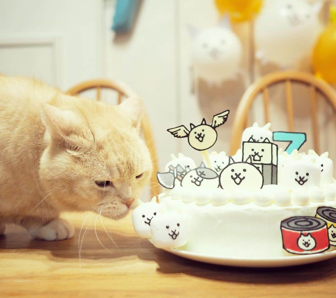 ぷーさんのインスタグラム写真 - (ぷーInstagram)「弟、先日７歳になりました🎂✨  #7歳誕生日  #息子とぷーちゃん🐈  #happybirthday #にゃんこ大戦争 #にゃんこ大戦争ケーキ #マシュマロにゃん  だいぶ距離が近くなった2人😽」11月24日 15時17分 - pooh0403