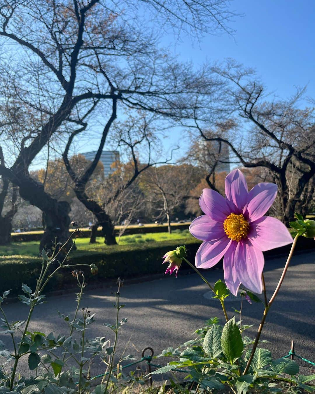 大禅師文子さんのインスタグラム写真 - (大禅師文子Instagram)「やっと来れた新宿御苑。 紅葉ってわざわざ見に行くものではないと思うけど 今日みたいな日はちょうどいいかもね。 11月末にして23℃。 ちょうどイチョウと同じ色してる。  #新宿御苑 #やっと来た #上京17年 #前回は休園日だった #紅葉と花見にはあまり興味がない#でも綺麗 #観光気分 #秋晴れ #nice」11月24日 15時29分 - daizenjifumiko