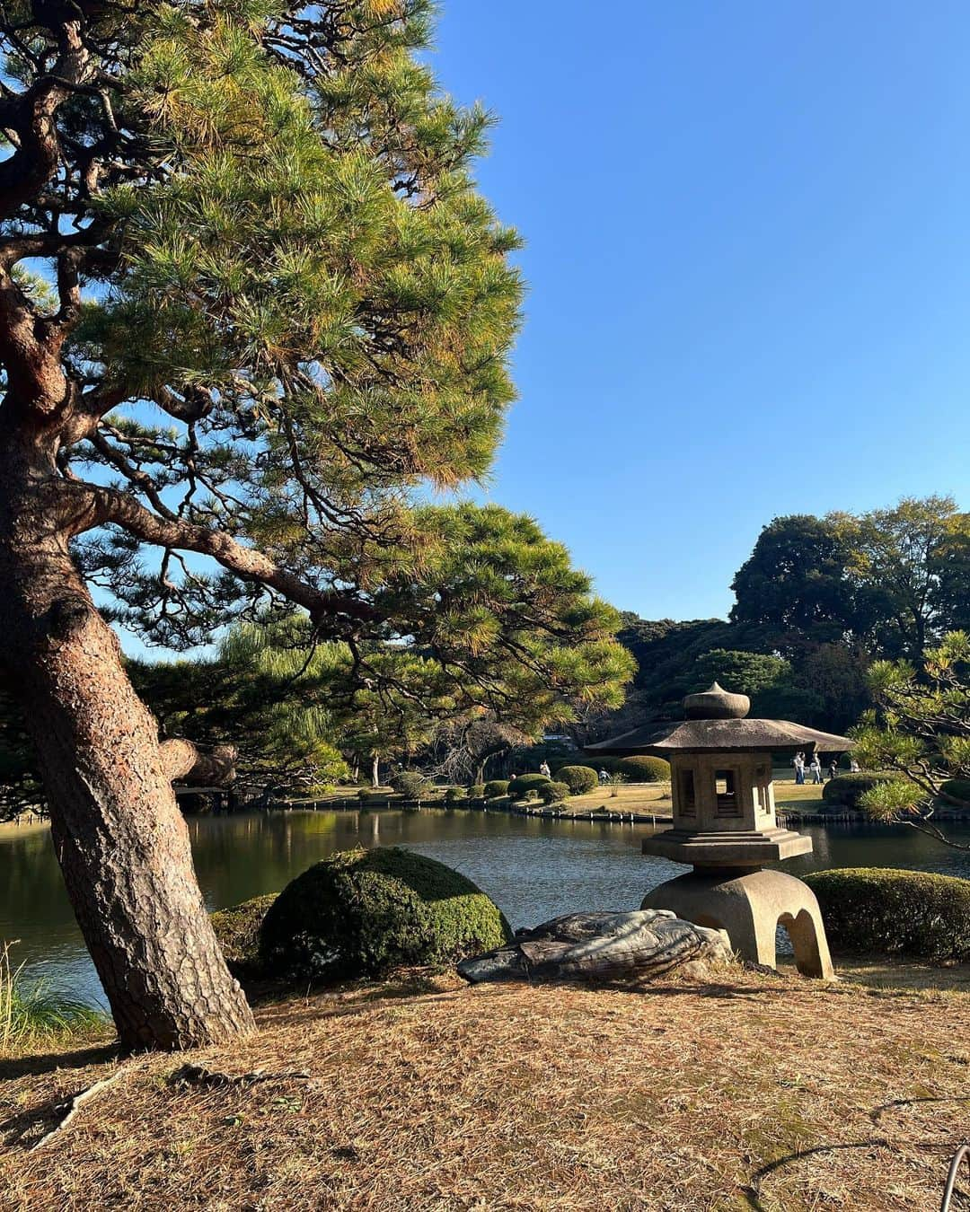 大禅師文子さんのインスタグラム写真 - (大禅師文子Instagram)「やっと来れた新宿御苑。 紅葉ってわざわざ見に行くものではないと思うけど 今日みたいな日はちょうどいいかもね。 11月末にして23℃。 ちょうどイチョウと同じ色してる。  #新宿御苑 #やっと来た #上京17年 #前回は休園日だった #紅葉と花見にはあまり興味がない#でも綺麗 #観光気分 #秋晴れ #nice」11月24日 15時29分 - daizenjifumiko