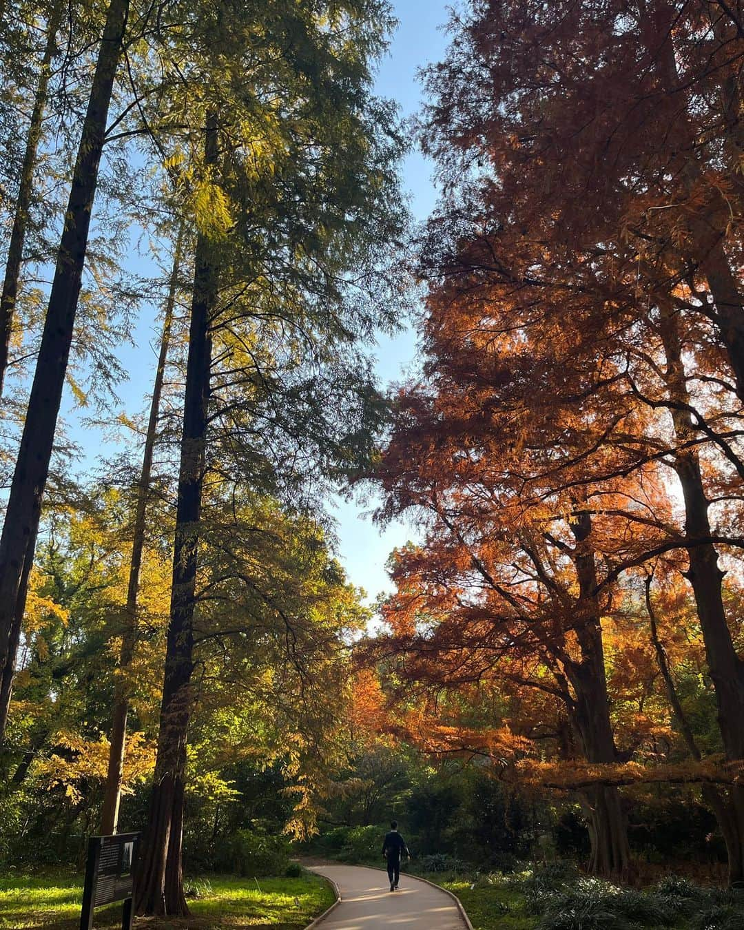 大禅師文子さんのインスタグラム写真 - (大禅師文子Instagram)「やっと来れた新宿御苑。 紅葉ってわざわざ見に行くものではないと思うけど 今日みたいな日はちょうどいいかもね。 11月末にして23℃。 ちょうどイチョウと同じ色してる。  #新宿御苑 #やっと来た #上京17年 #前回は休園日だった #紅葉と花見にはあまり興味がない#でも綺麗 #観光気分 #秋晴れ #nice」11月24日 15時29分 - daizenjifumiko