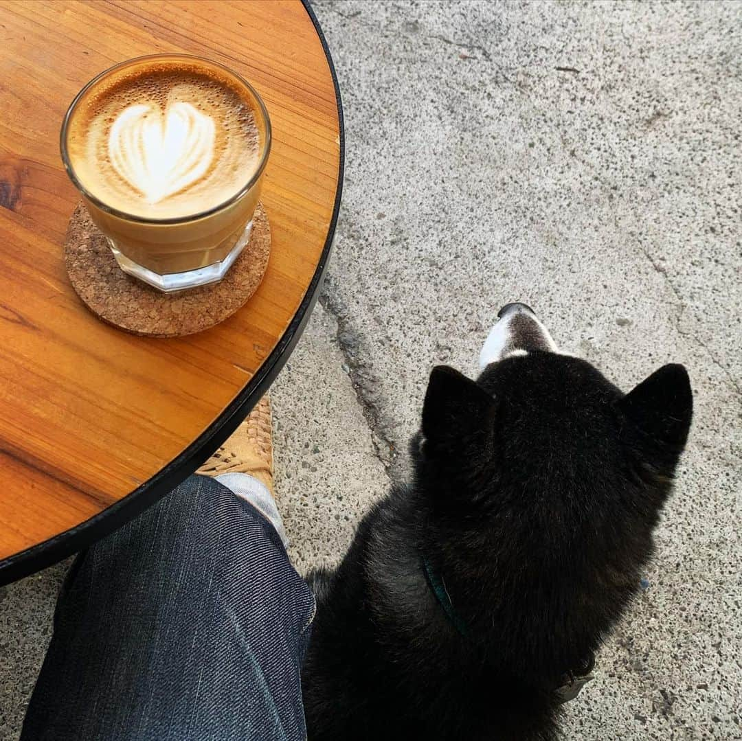 くろさんのインスタグラム写真 - (くろInstagram)「OKUSAWA FACTORY ☕️🐾  #okusawafactorycoffeeandbakes  #okusawafactorycoffee #okusawafactory  #奥沢ファクトリーコーヒーアンドベイクス #奥沢ファクトリー #奥沢ファクトリーコーヒー #奥沢カフェ #奥沢コーヒーストリート #テラス席わんこOK #テラス席ペット可  #柴犬 #黒柴 #黑柴 #和犬 #日本犬 #わんこ #イッヌ #黒柴のいる暮らし #柴犬のいる暮らし #こーとー部  #わんこのいる暮らし #イッヌのいる暮らし  #勝手に看板犬 #自由が丘飲食店徘徊中  #モデル犬 #オファーお待ちしております」11月24日 15時24分 - m6bmw