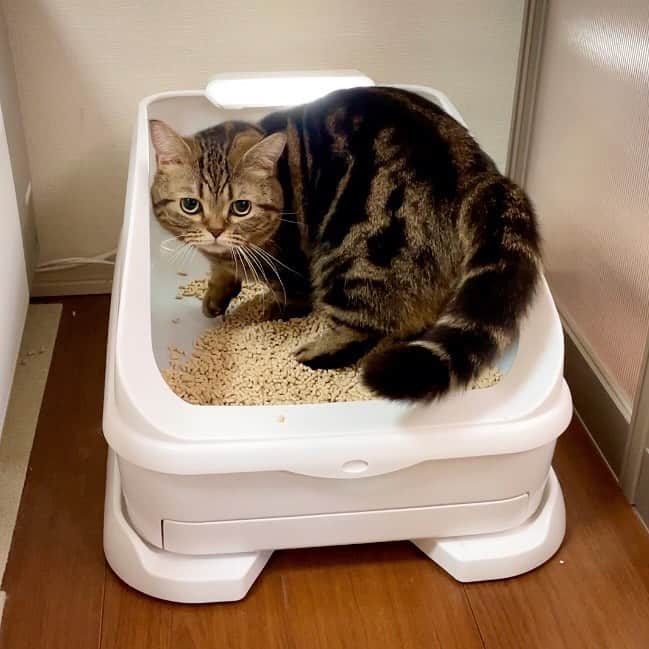 Purin_munchkincatのインスタグラム：「以前から使ってる猫トイレのトレッタ(@toletta.cat ) 普段の生活だけじゃなかなか気付けない愛猫の些細な変化に気付いてくれる、頼れる猫トイレ🐈✨ わが家はトレッタ以外にもう1個トイレを置いていて、たまにしかトレッタでしてくれないけど、アプリで数値で見られるから分かりやすくて重宝してます😸  「toletta」がAmazonのブラックフライデーのセールで、11/24(金)〜12/1(金)23:59の期間50%OFF！！ 9,980円→4,480円で販売されています！ （トレッタ本体・砂・シート付き）  始めたい！と思っていた方はこのタイミングに是非😊 ストーリーズにリンク貼っておくのでチェックしてね！  #pr #トレッタ」