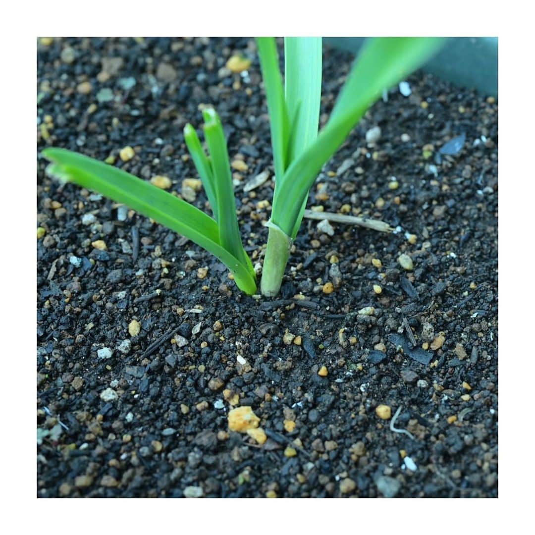 ハナレグミさんのインスタグラム写真 - (ハナレグミInstagram)「. 【Message from 永積 崇】  芽かき  前回投稿した 二つ芽が出てしまったニンニク。 改めて土を掘って観察してみると、やはりかなりの密着感。 これを芽かきするのは、なかなか難しい気が・・・ 数日考えてこのニンニクはこのまま育ててみる事にしました。 収穫の時にどんなニンニクになっているのかを、楽しもうと思いまーす。  芽かき情報メッセージくれた皆様ありがとう！  #今日のいいぜ #ピント師匠 #俺ニン通信 #my夢中 #ハナレグミ #永積崇」11月24日 16時00分 - hanaregumi.official