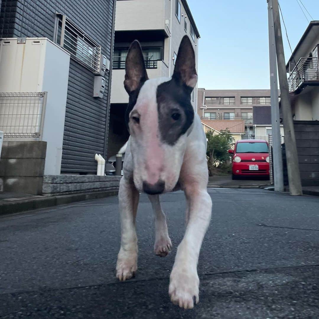 のインスタグラム：「#minituru#bull#terrier#minibullterrier#miniturubullterrier#dog#dogstagram#cute#qtaro#love#family#ミニチュア#ブルテリア#ミニチュアブルテリア#Q太郎」