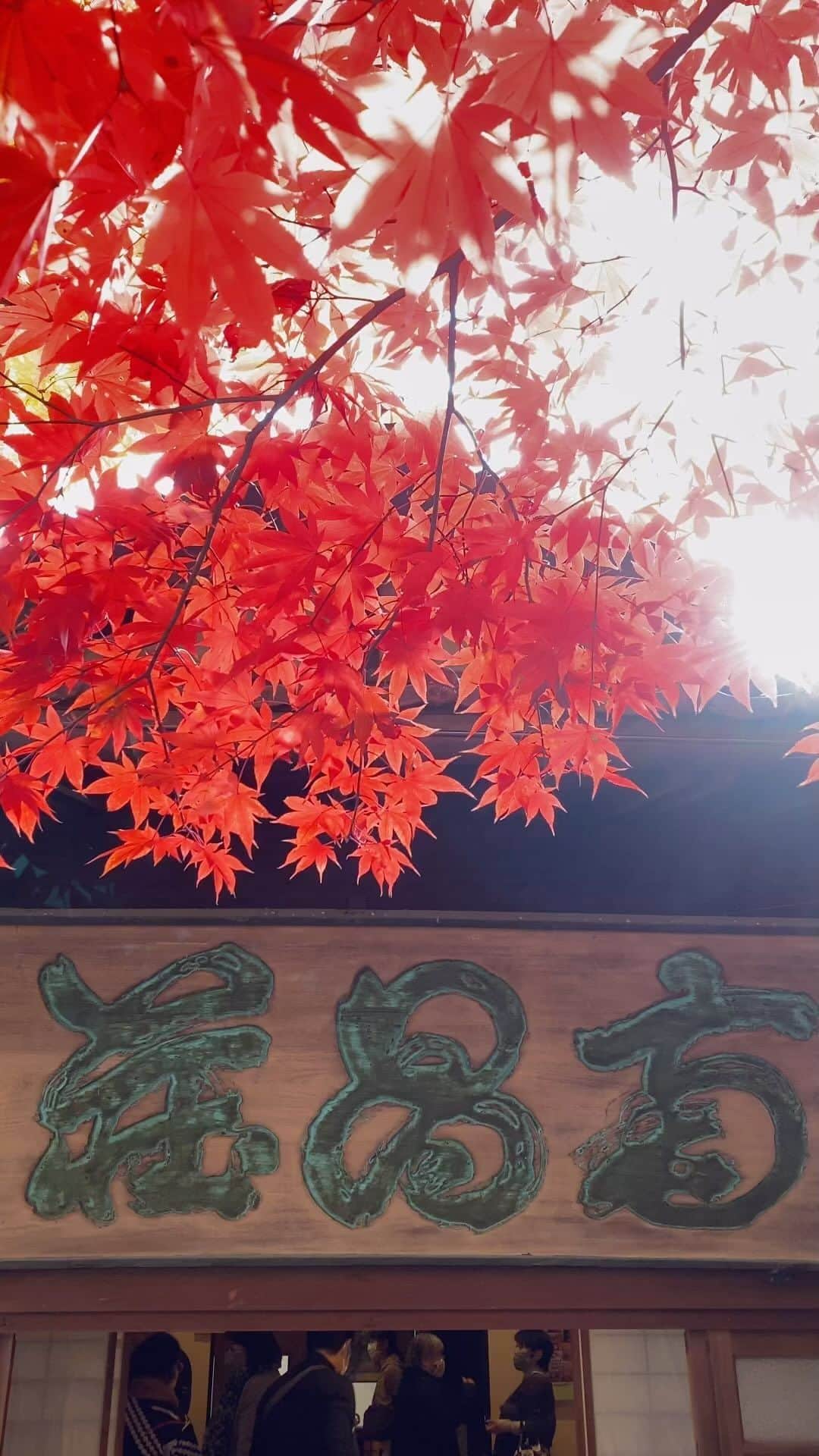 山人のインスタグラム：「盛岡紅葉最終弾です！🍁 盛岡市南昌荘さんにお邪魔してきました！ 10:00〜の開場アタックに行きましたがすでに多くのお客様が…！ 今年は例年より10日ほど？遅い紅葉だったそうです。 素晴らしい紅葉と建物でした！ お茶やお菓子などもいただけるのでゆっくりできますよ✨ 床紅葉が良かったです♪  さて、明日はInstagramにて山人から発表投稿があるそうです！ もうすでにメディアから情報はリリースされているので知ってる方はいらっしゃると思いますが、例の秋田男鹿市でのお話です😳そちらもお楽しみに😊  2023.11.23 撮影  #私の山人  #山人 #西和賀 #岩手 #岩手県 #温泉 #いくぜ東北 #東北グルメ巡り #東北グルメ #東北旅行 #温泉旅行 #田舎暮らし #日本の風景 #自然が好き　 #風景写真を撮るのが好きな人と繋がりたい #田舎の風景 #紅葉 #もみじ #芸術の秋 #錦 #紅葉スポット #南昌荘  #落葉 #盛岡市 #床紅葉 #登録記念物」