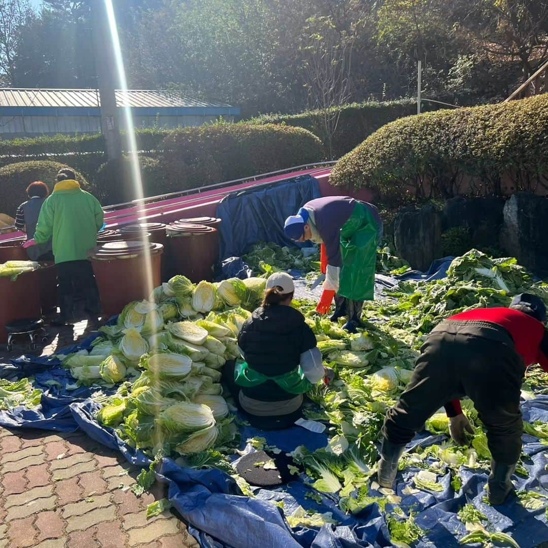 キム・ウォニさんのインスタグラム写真 - (キム・ウォニInstagram)「며칠전 요양원 김장봉사🥬 어벤져스 출동 원래 영하의 날씨가 예보되어 있었는데 햇님이 빵긋해주셔서 일하기 너무 좋았다. 배추,무,갓,파,양파 닥치는대로 씻고 썰고ㅎㅎ 어쩜이리 손발이 착착 맞는지~ 오랜봉사활동으로 다져진 우리의 팀워크가 빛을 발한 날😎 아직 솰아있눼~~~  수년동안 방문한 김장봉사팀중에 가장 잘한다고 칭찬받고 내년김장봉사까지 악속해드림ㅎ 너무 맛있는 메밀수제비 한사발씩 들이키고 배추전에 이것저것 마구마구 내오심. 무김치도 싸주시고 너무너무 융슝한 대접받고 아주 기분 째지게 철수🤭  #며칠전 #요양원김장봉사」11月24日 16時56分 - wonhee_k