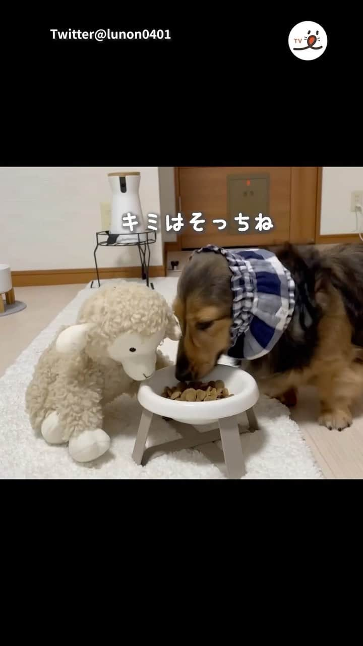 PECO いぬ部のインスタグラム：「「一緒に食べるごはんはいつもより美味しい……🐶💕🐏」  ㅤㅤ 今回素敵な動画を提供してくださったのは… Twitter@lunon0401 さん（るのんくん） 他にも素敵なお写真がたくさんあるので ぜひ遊びに行ってみてね♪ ㅤㅤ ㅤㅤ ㅤㅤ 〖 #pecoいぬ部（ #ペコねこ部 ） 〗をつけてご投稿いただくと PECOのSNSで楽しくご紹介させていただきます😋 フォロー&コメントお待ちしています✨ ㅤㅤ ㅤㅤ  ============================== @pecodogs（ @pecocats ）☚YouTubeでも可愛いワンコ（ニャンコ）紹介中🐶💕 ==============================  #犬のいる暮らし #犬部 #犬好きな人と繋がりたい #dogstagram #doglover #멍스타그램 #개스타그램 #カニンヘンダックスフンド #dachshund #仲良し #友達 #楽しい #ごはんタイム」