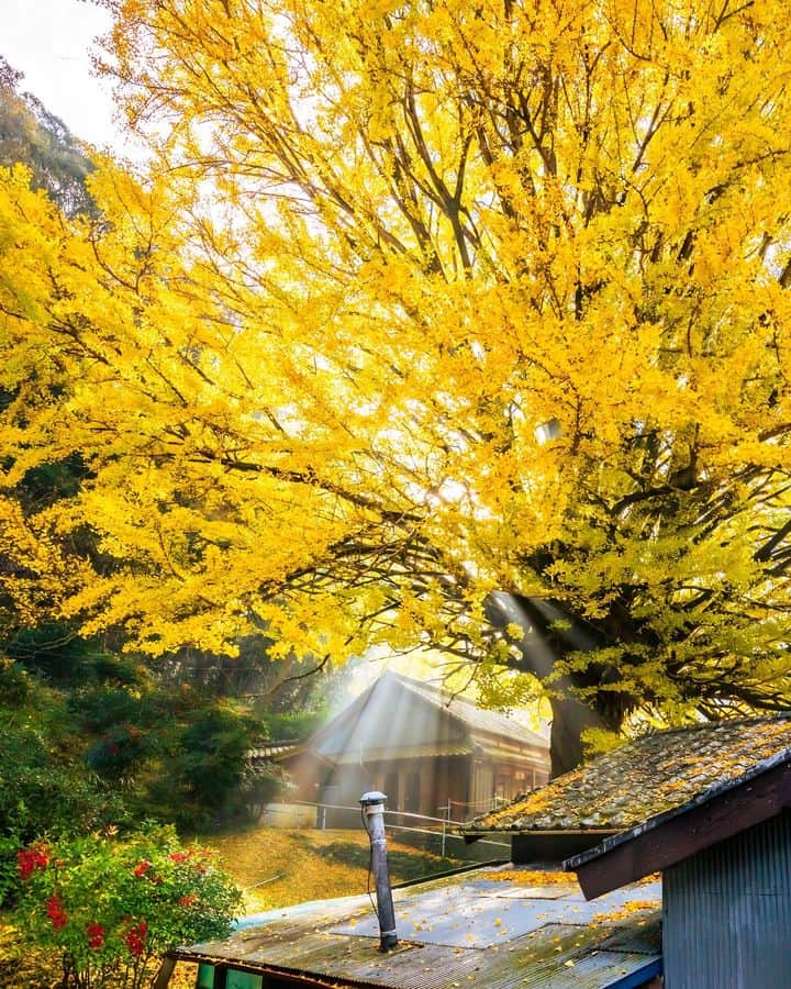 和みわかやまのインスタグラム：「. 田辺市を走る国道311号線沿いにある、通称「福定の大銀杏」🍂宝泉寺の境内にある樹齢400年の銀杏の木が、ちょうど見頃を迎えています💛  📷：@hajime.sakamoto 📍：熊野エリア 田辺市  和歌山の写真に #nagomi_wakayama のハッシュタグをつけて投稿いただくと、その中から素敵な写真をリポストします😉 . . . #和歌山 #和歌山観光 #和歌山旅行 #わかやま #和みわかやま #wakayama #wakayamajapan #wakayamatrip #wakayamatravel #nagomi_wakayama #wakayamagram #銀杏 #いちょう #イチョウ #紅葉 #福定の大銀杏 #shrine #temple #autmnleaves #kumanokodo #旅行 #国内旅行 #旅行好きな人と繋がりたい #観光 #travel #trip #travelgram #japan #travelphotography」