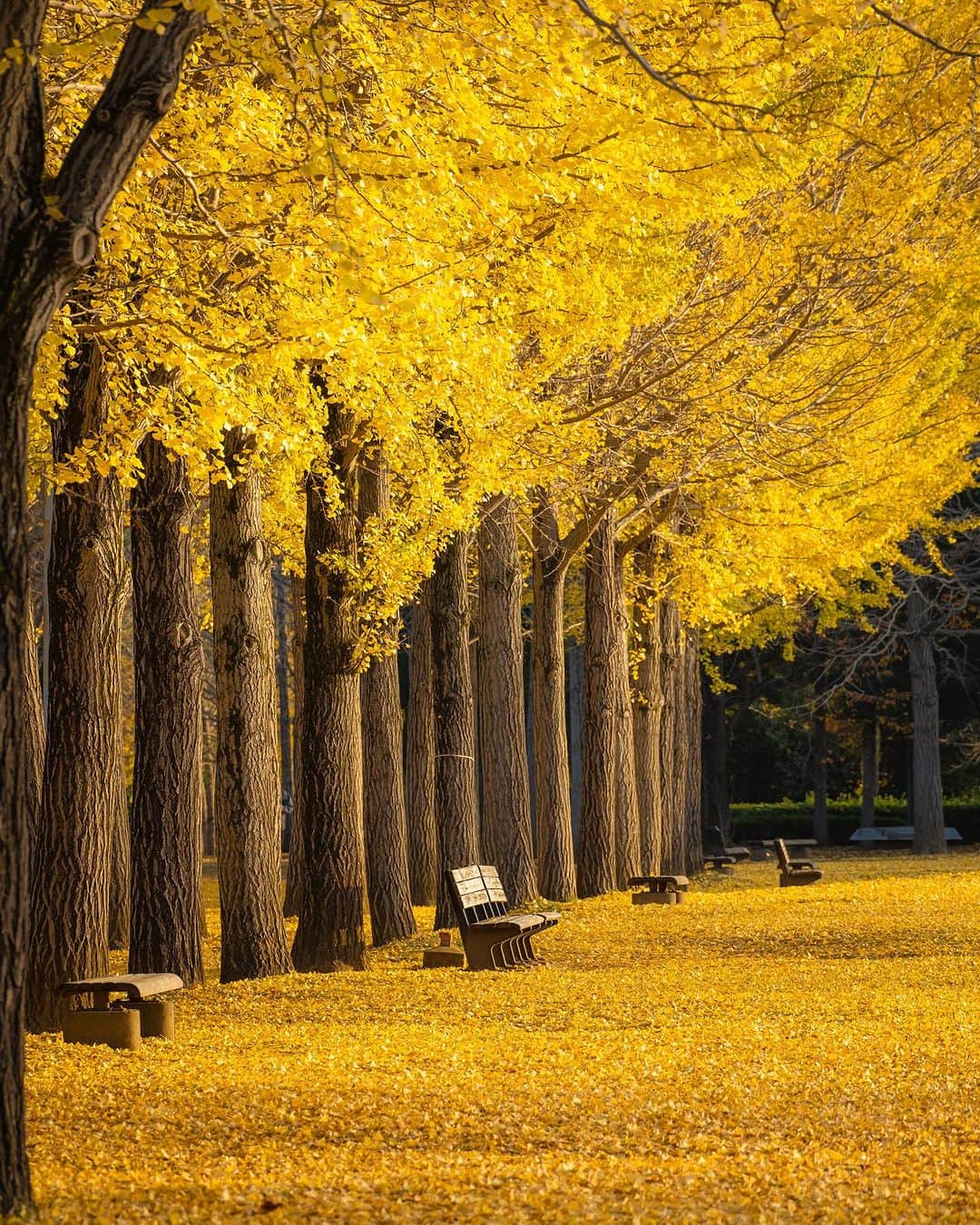旅行メディア・じゃらん〈公式〉のインスタグラム：「#科学万博記念公園 黄金色に輝く紅葉の時期は、ヨーロッパの街並を思わせる美しい光景が広がります。青葉の季節も爽やかで、季節を問わず人気のフォトスポットです。 . . ━━━━━━━━━━━━━━━ 📍 茨城県「科学万博記念公園」 📷 @pucchii_k 📅 2020.12 ━━━━━━━━━━━━━━━ . . #jalan_travel　をつけていただいた中からpick upしました 素敵なお写真をありがとうございました┈✈︎  .  . ☑ あらかじめ最新情報をご確認の上、お出かけください。 ☑ #jalan_travel をつけて、ぜひ今までの旅行先の思い出写真を投稿してください。このアカウントでご紹介させていただきます。(じゃらんニュースでも紹介される可能性があります） . . . . . . #いつか行きたい #じゃらん #観光 #観光地 #観光スポット #旅行 #旅行好きな人と繋がりたい #旅行好き  #japantravelphoto #japantrip #japantravel #国内旅行 #絶景 #絶景スポット #誰かに見せたい景色 #誰かに見せたい風景 #茨城 #茨城観光 #茨城旅行 #ibaraki」