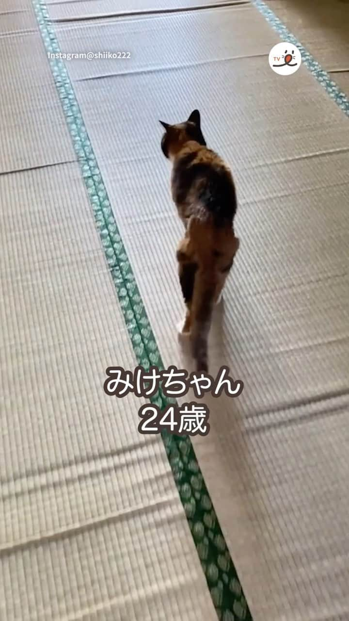 PECOねこ部のインスタグラム