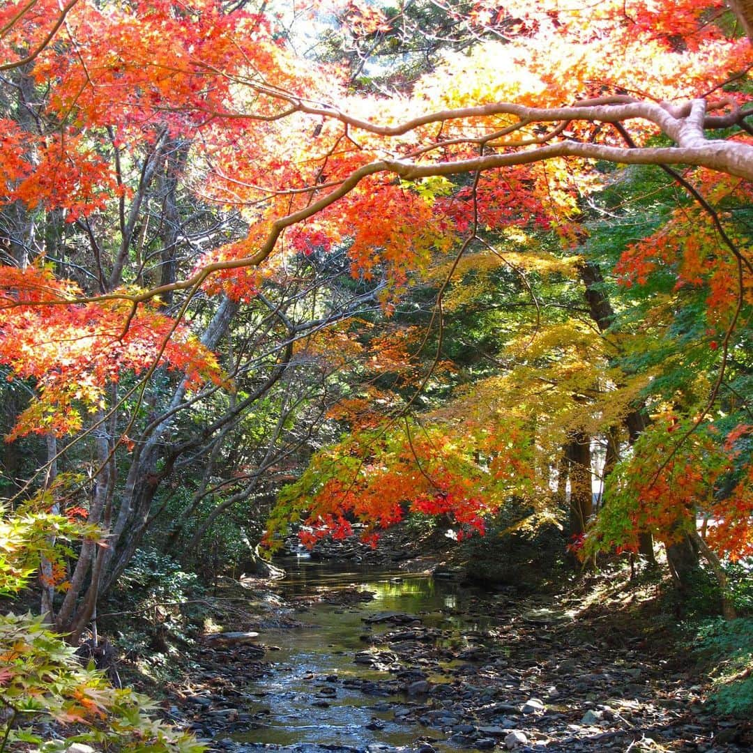 九州電力のインスタグラム：「水面に映る赤と緑のコントラスト🍁🌳 . ----------------------------------------------- 行ってみたい！と思った方は【🍁】を コメントをしてね！ ----------------------------------------------- . 長崎県対馬市上対馬町の舟志川（しゅうしがわ）沿いにある「舟志森林公園」には、約4キロにわたりモミジやカエデの群生が続き、「もみじ街道」と呼ばれる散策コースが整備されています🍁  紅葉の赤と常緑樹の緑のコントラストが水面に映え、幻想的な風景を間近で楽しむことができます。 . ----------------------------------------------- 📍舟志のもみじ街道(長崎県対馬市) 住所：長崎県対馬市上対馬町舟志 アクセス：対馬空港から車で約46分 駐車場：あり ----------------------------------------------- ※写真提供：（一社）長崎県観光連盟 ※写真は過去に撮影されたものです。  お届けする九州の風景が、皆さまの元気や癒しになれば幸いです☘️  #九州電力 #長崎 #対馬 #対馬市 #舟志川 #舟志のもみじ街道 #舟志森林公園 #紅葉 #紅葉スポット #もみじ街道」