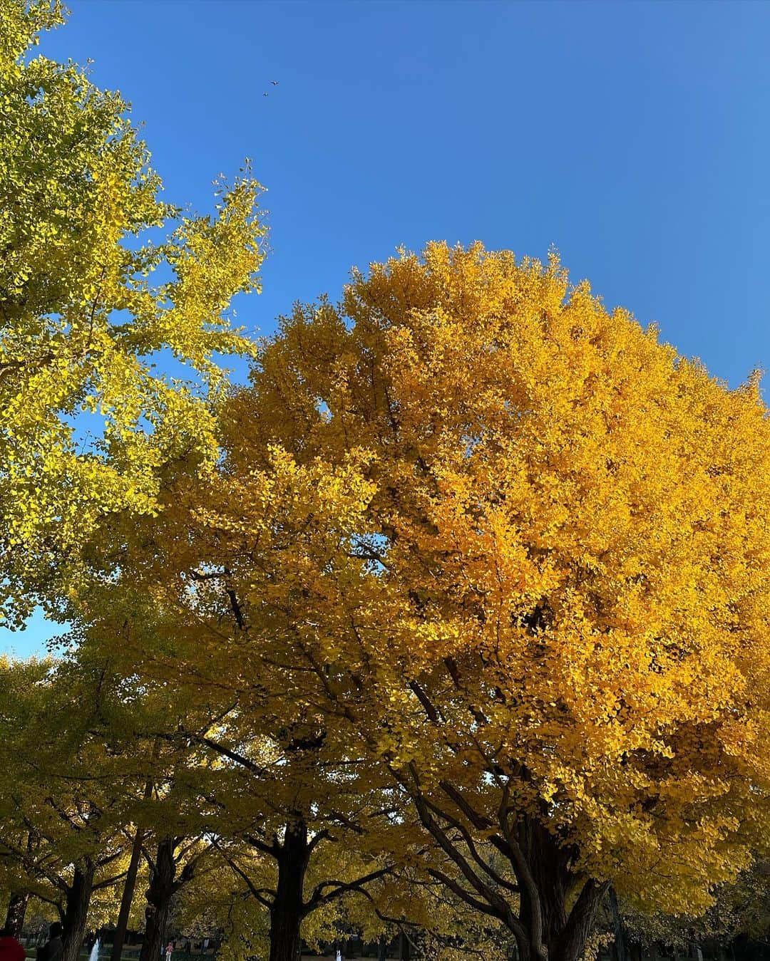 川島海荷さんのインスタグラム写真 - (川島海荷Instagram)「日本の四季って素晴らしい…🍁  ママになった友達とピクニックで癒しの時間。赤ちゃんの足、1枚目に映ってる〜🤭👶🏻」11月24日 17時28分 - umika_kawashima